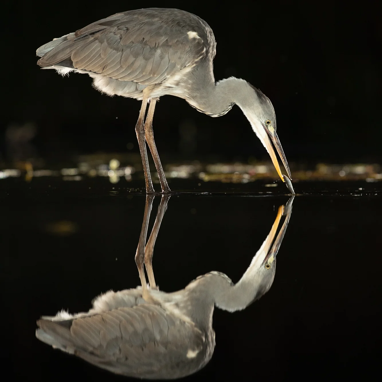 Grey+Heron-5282.jpg