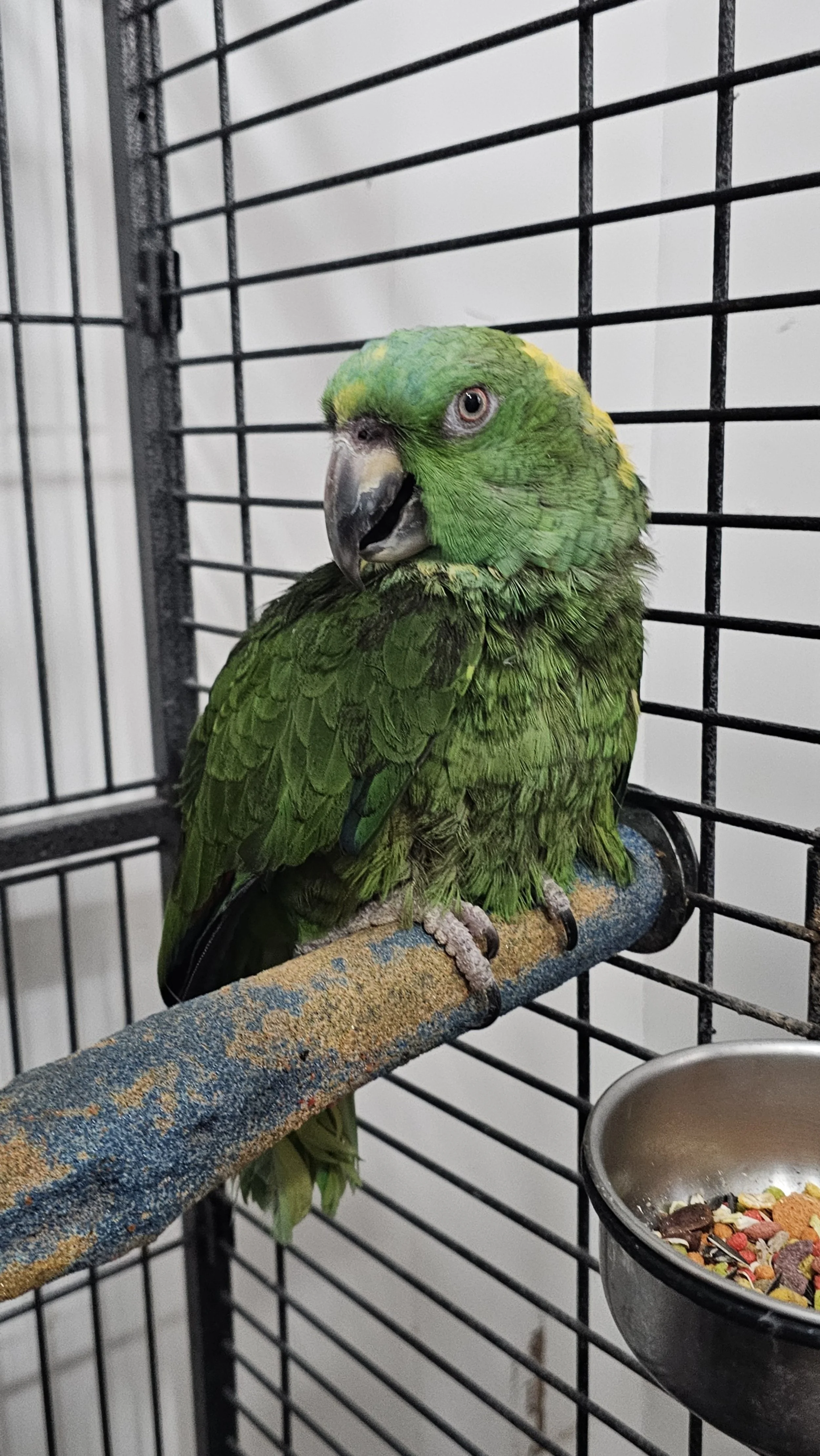 Quito, Yellow Naped Amazon