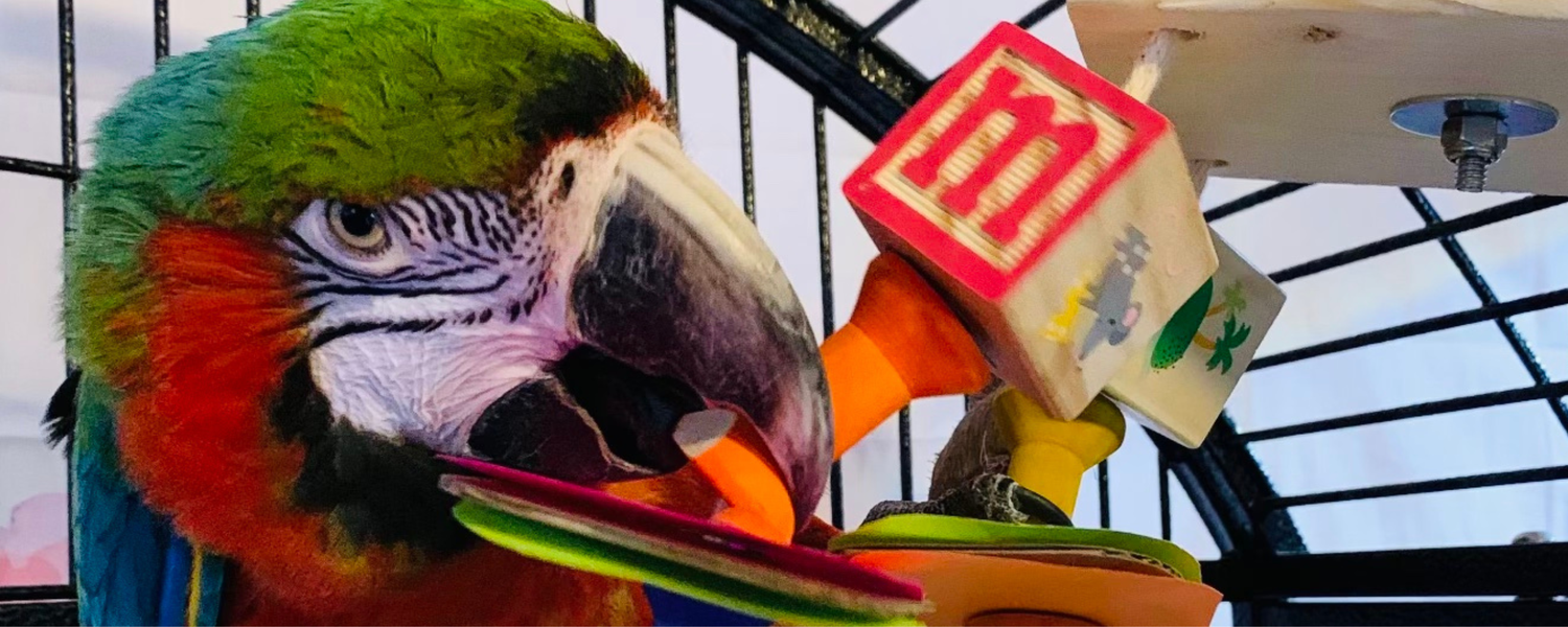 ADOPT A PARROT — Birds and Beaks Rescue and Rehab
