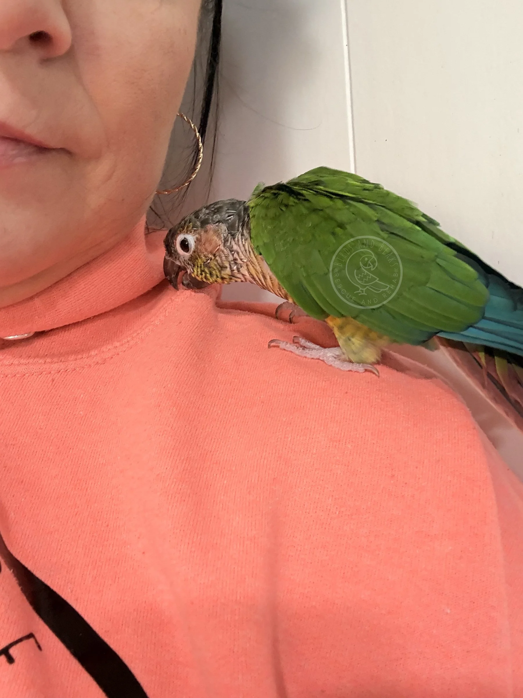 Clover’s green wings and red tail while perched beside Shannon