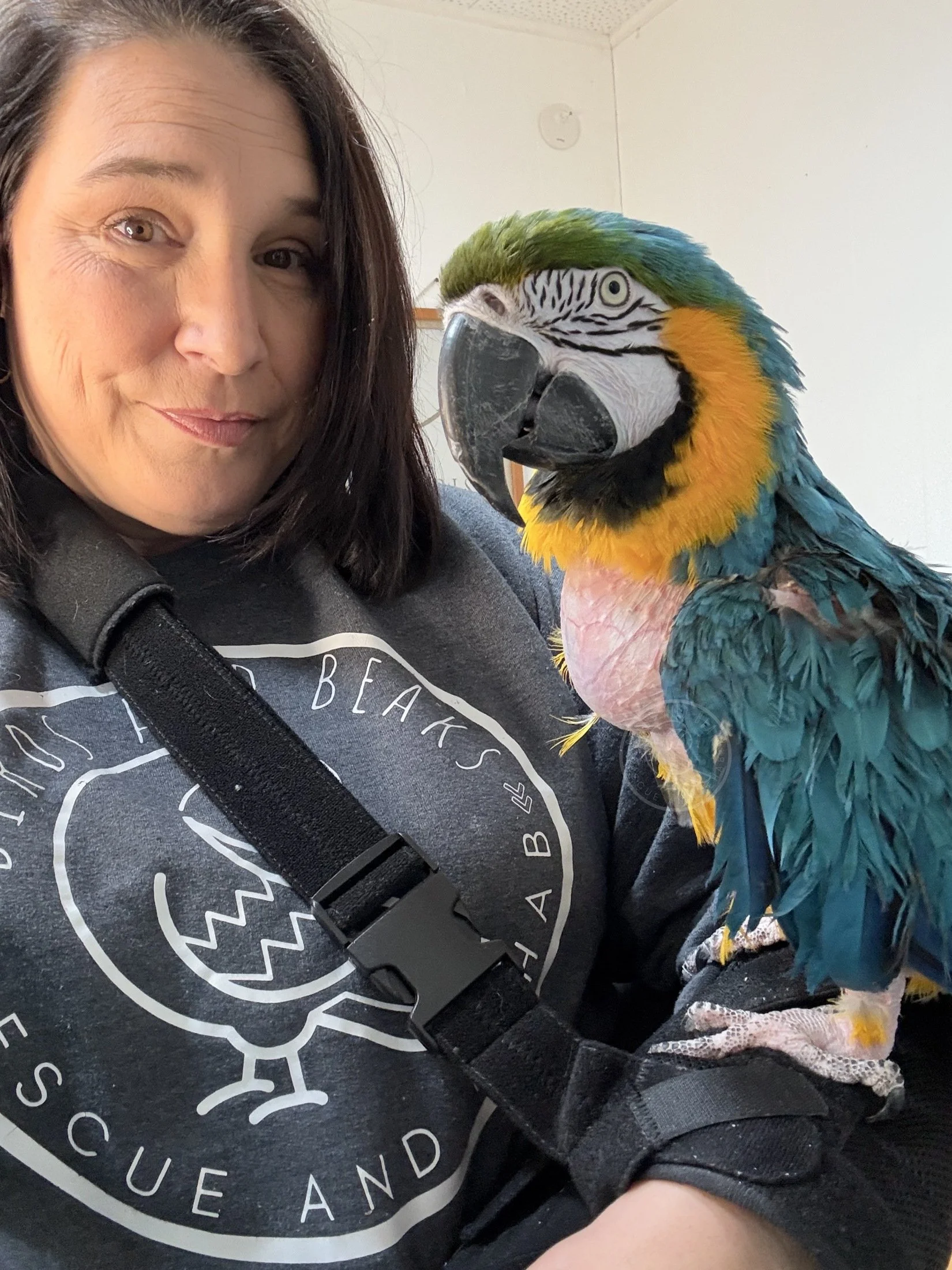 Zelda, a Blue and Gold Macaw, spending time with Shannon at Birds and Beaks Rescue in Battle Creek, Michigan.