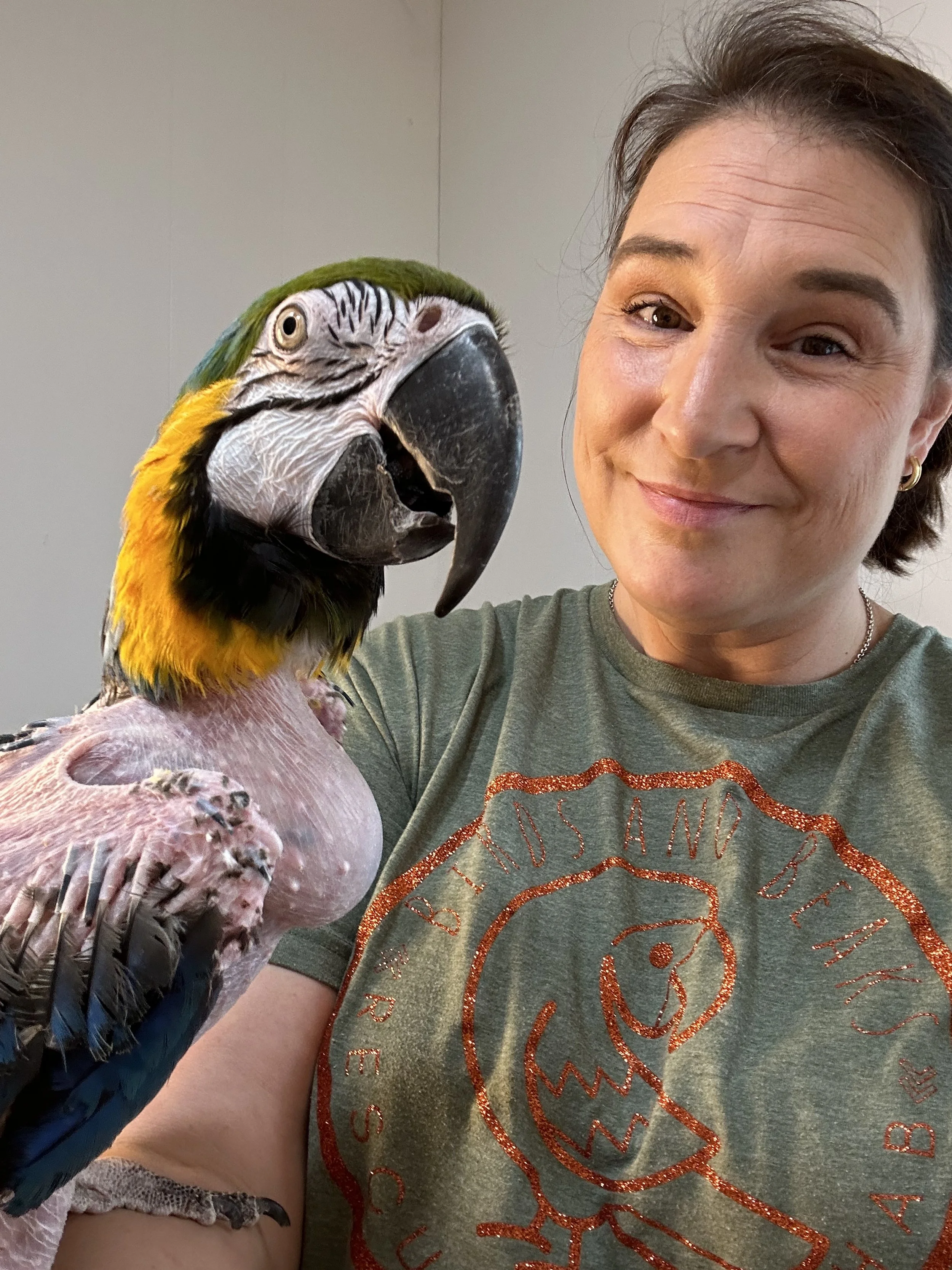Available Parrots for Adoption — Birds and Beaks Rescue and Rehab - Accepting Blue And Yellow Macaw Rescue Birds