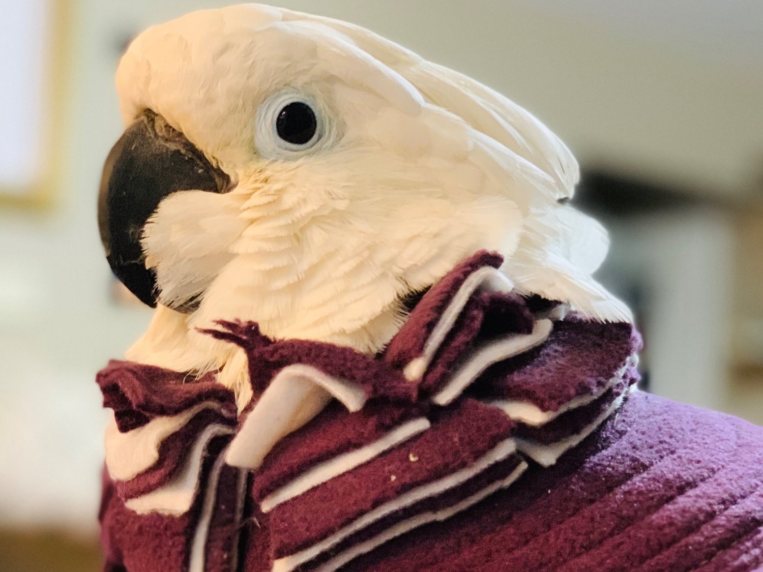 Picky Bird Picky Parrot Training — Birds and Beaks Rescue and Rehab
