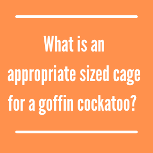 Cage size for a Goffin?
