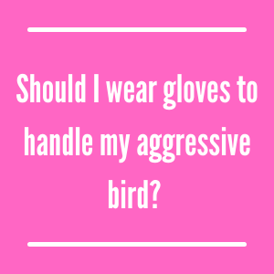 Should I wear gloves for my aggressive bird?