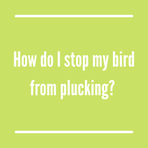 How to I stop my bird from plucking?