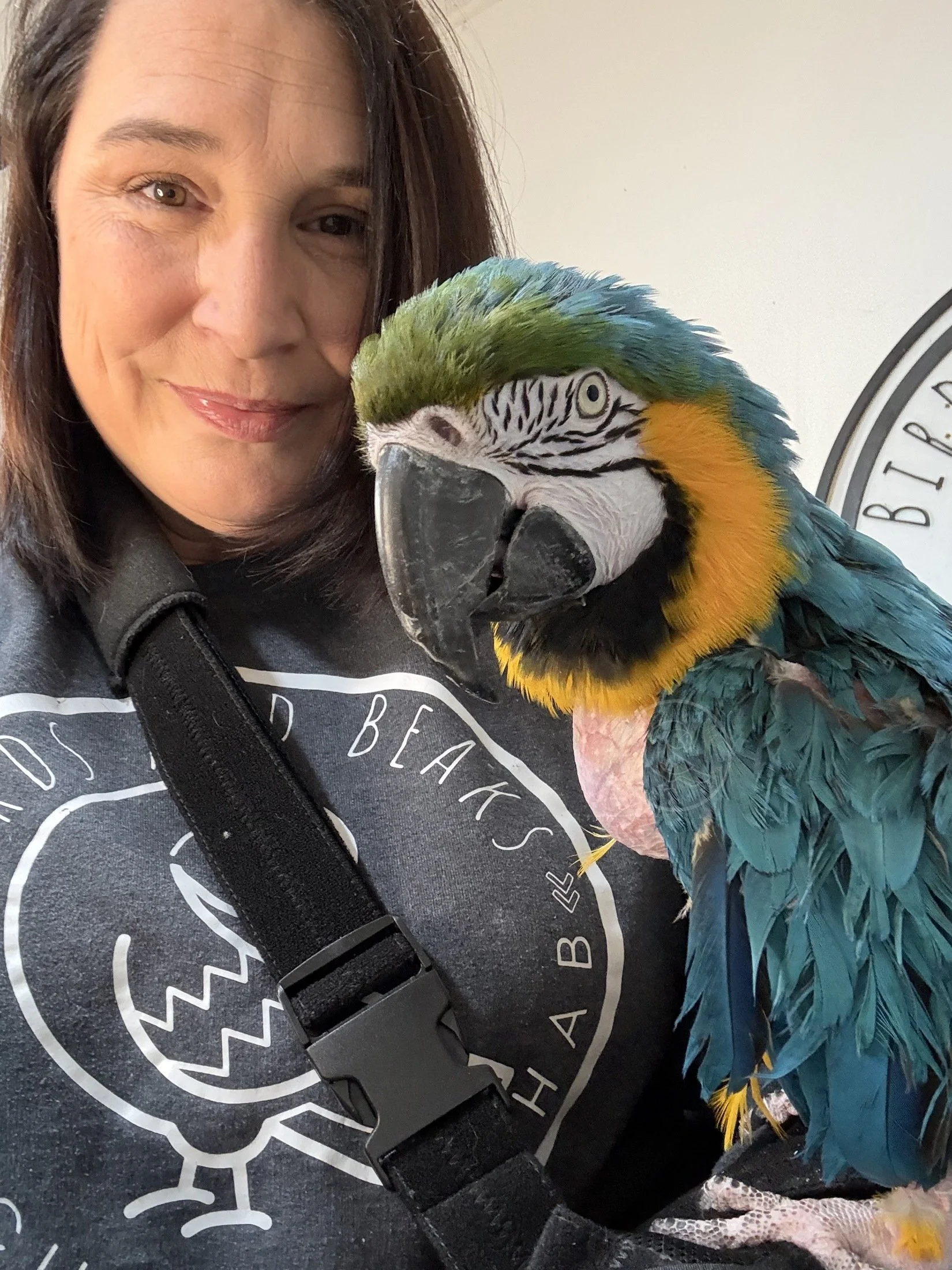 Zelda, a Blue and Gold Macaw, spending time with Shannon at Birds and Beaks Rescue in Battle Creek, Michigan.