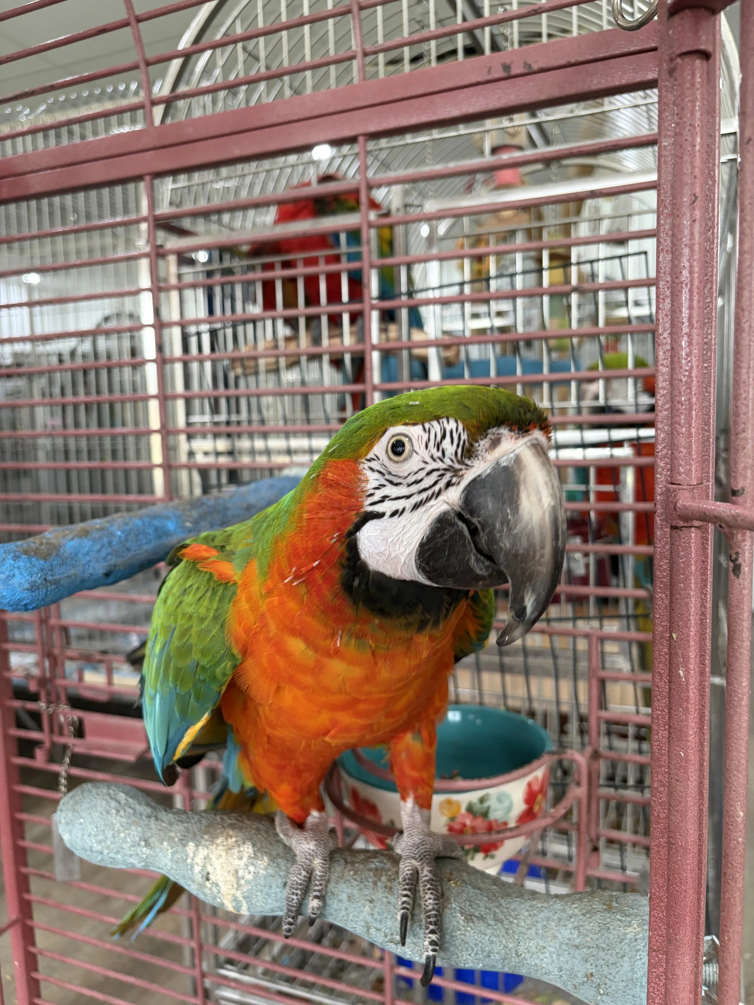 Harley, Harlequin Macaw