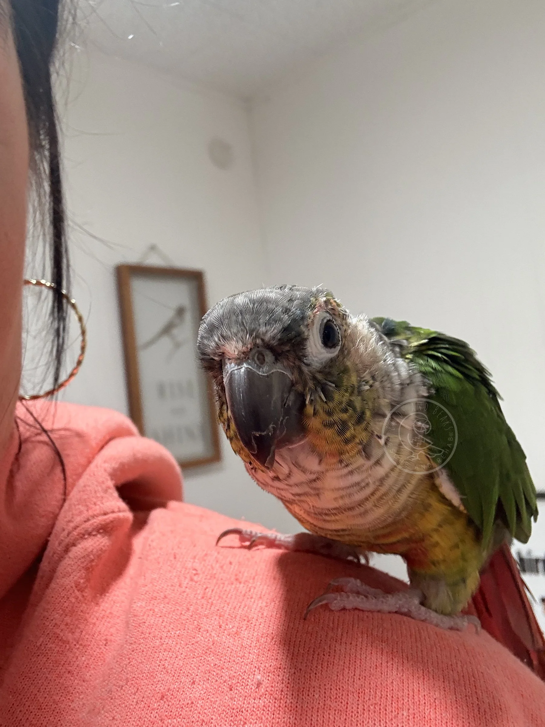 Clover looking toward the camera from Shannon’s shoulder