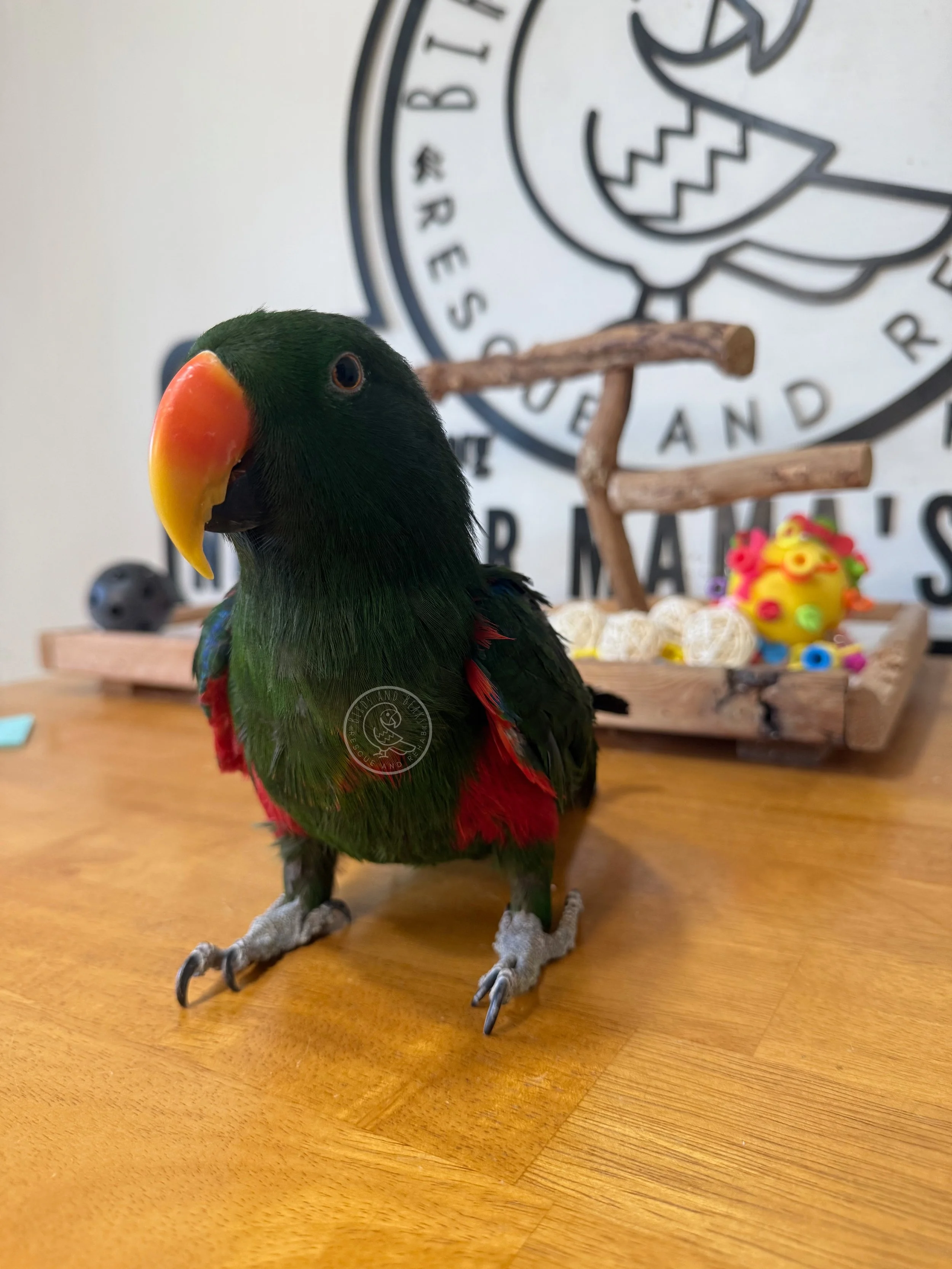 Vatu on a wooden table, showing green plumage and red flank feathers.