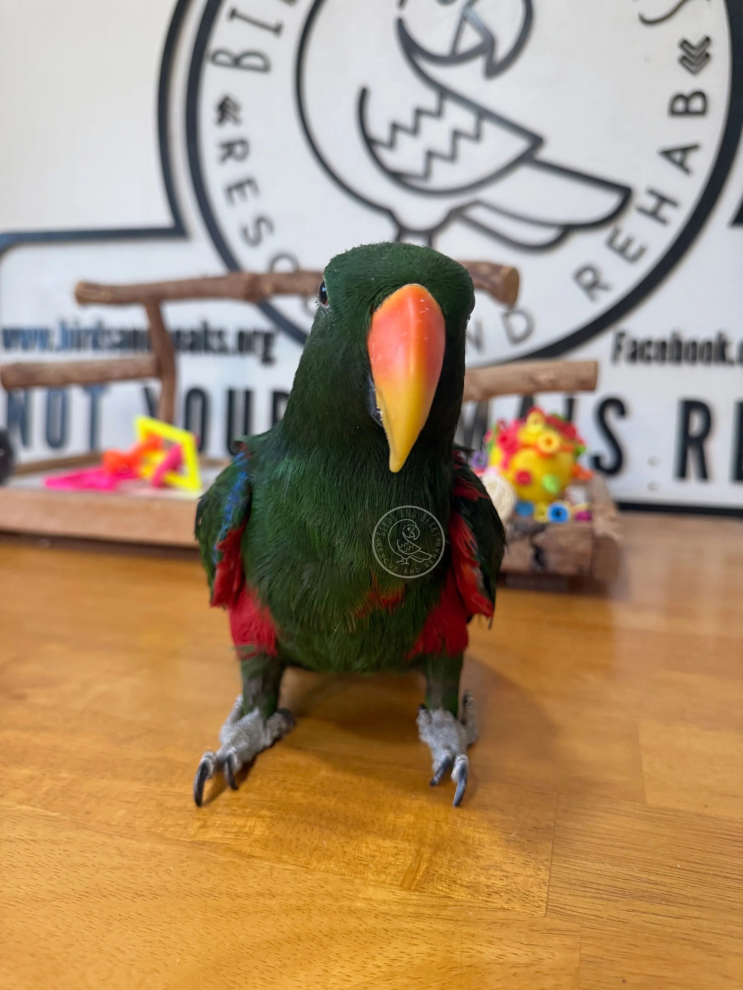 Front view of Vatu, a male Vosmaeri eclectus, on a wooden table.