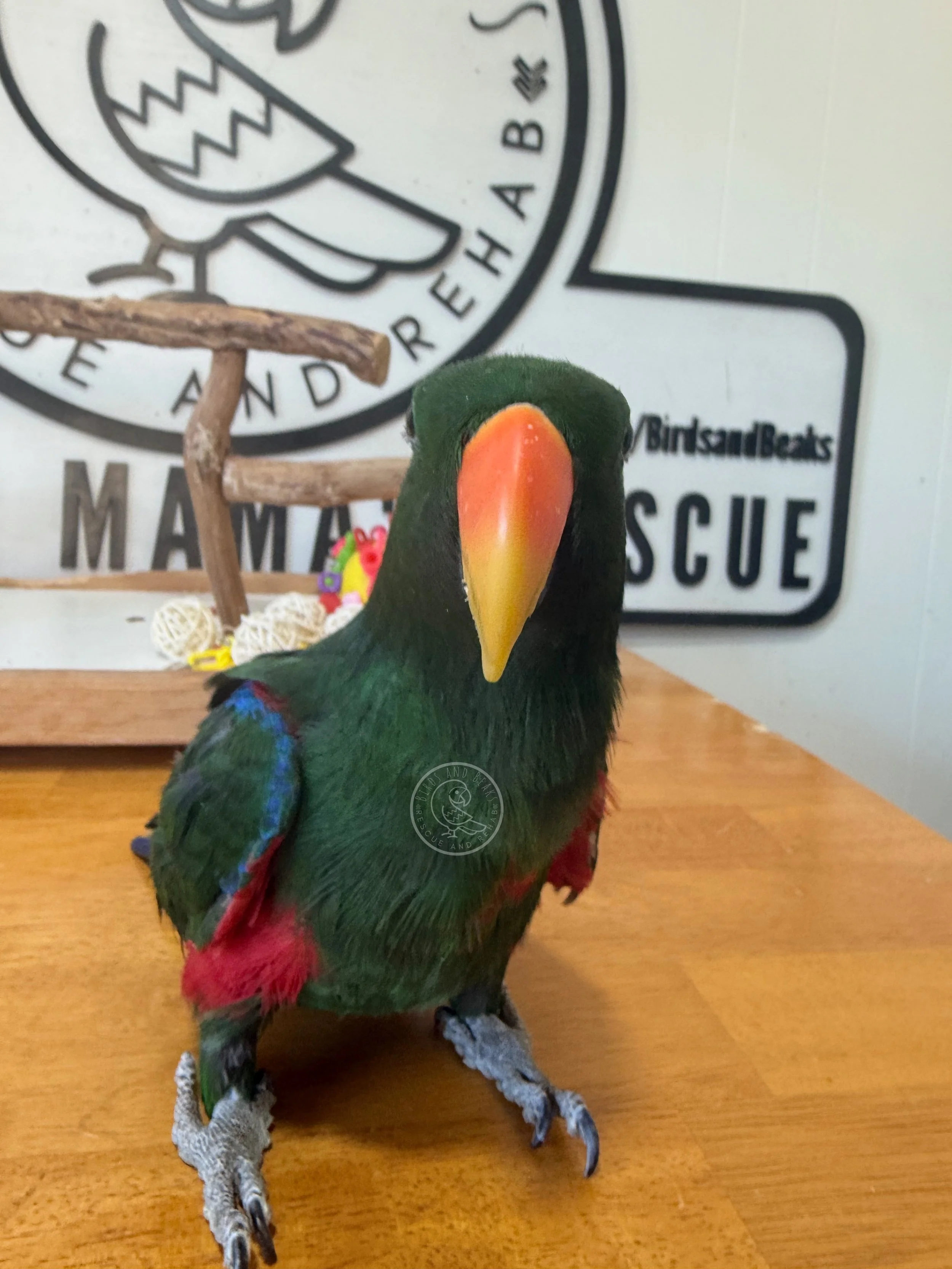 Vatu facing the camera on a wooden table, with red feathers visible at his sides.