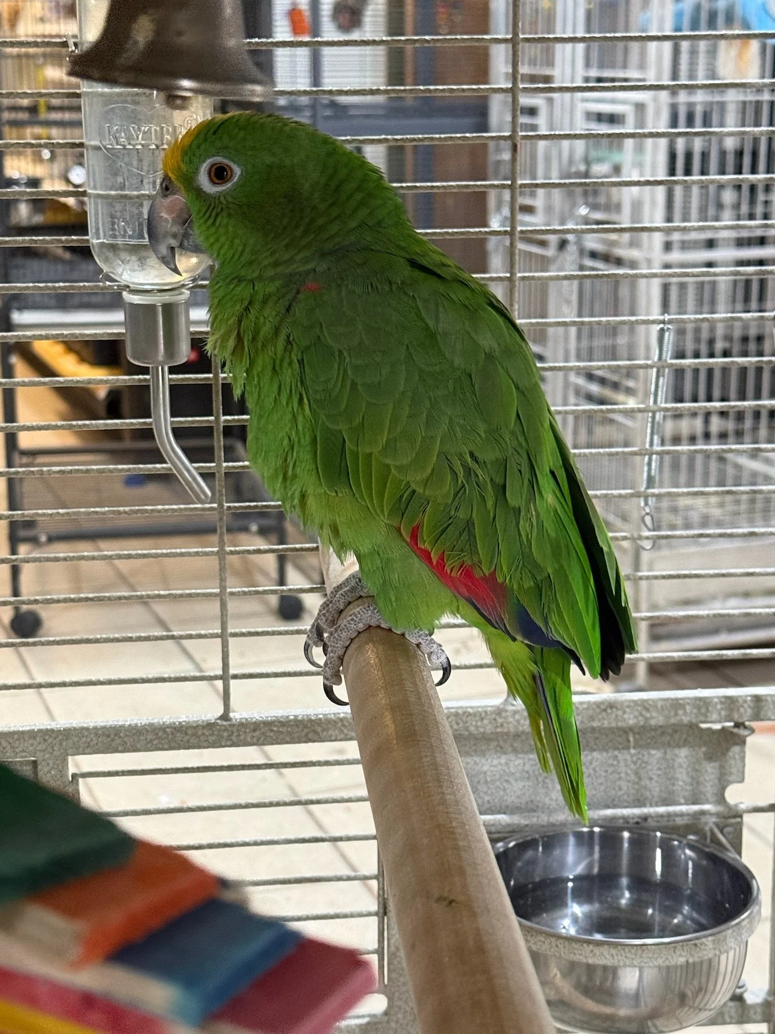 Fiji, Yellow Crown Amazon