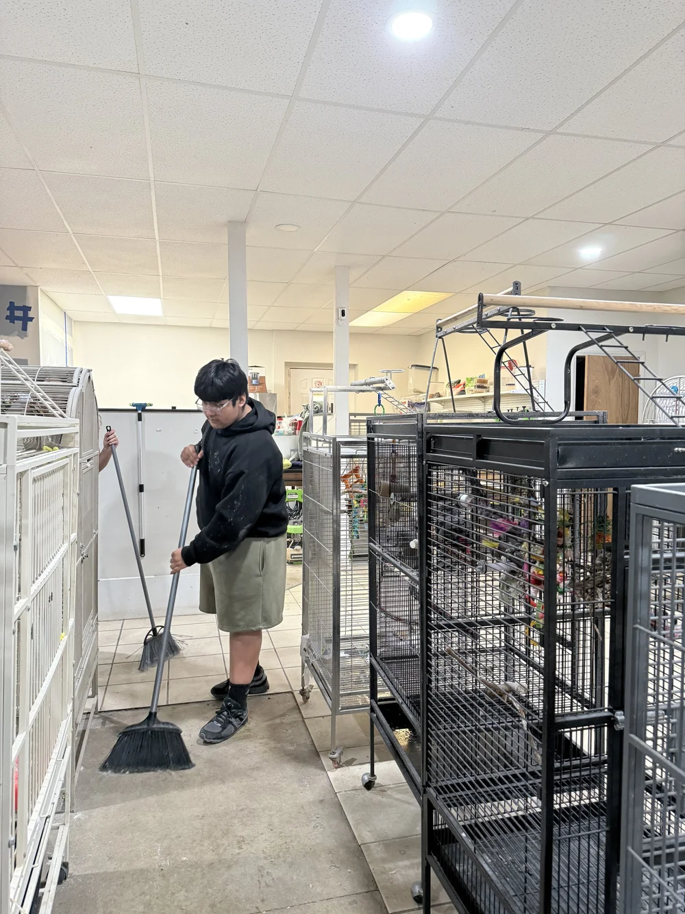 Volunteer sweeping between bird cages