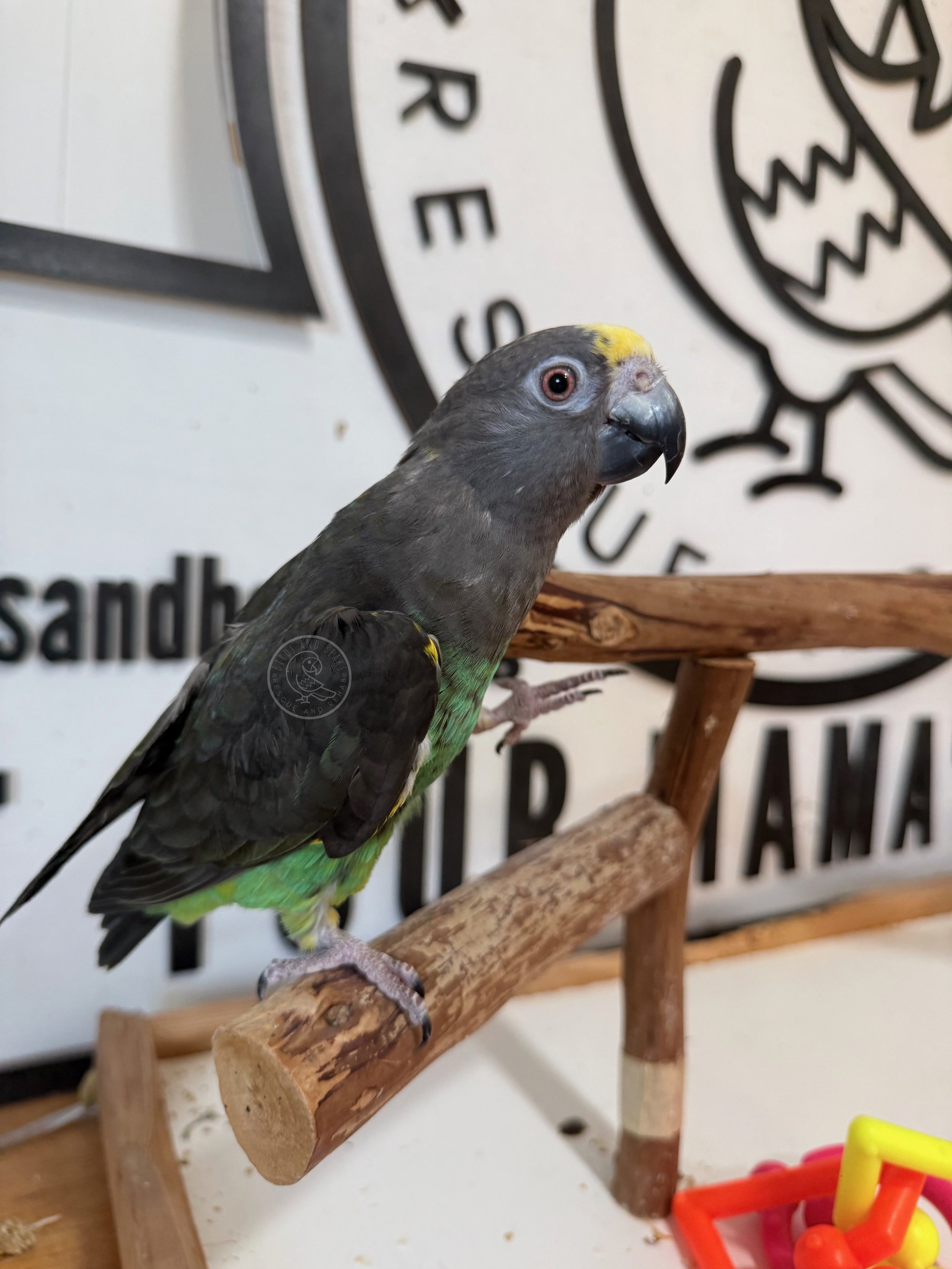 Sweets, a Meyer’s parrot, on a wooden perch at Birds and Beaks Rescue in Battle Creek, Michigan.