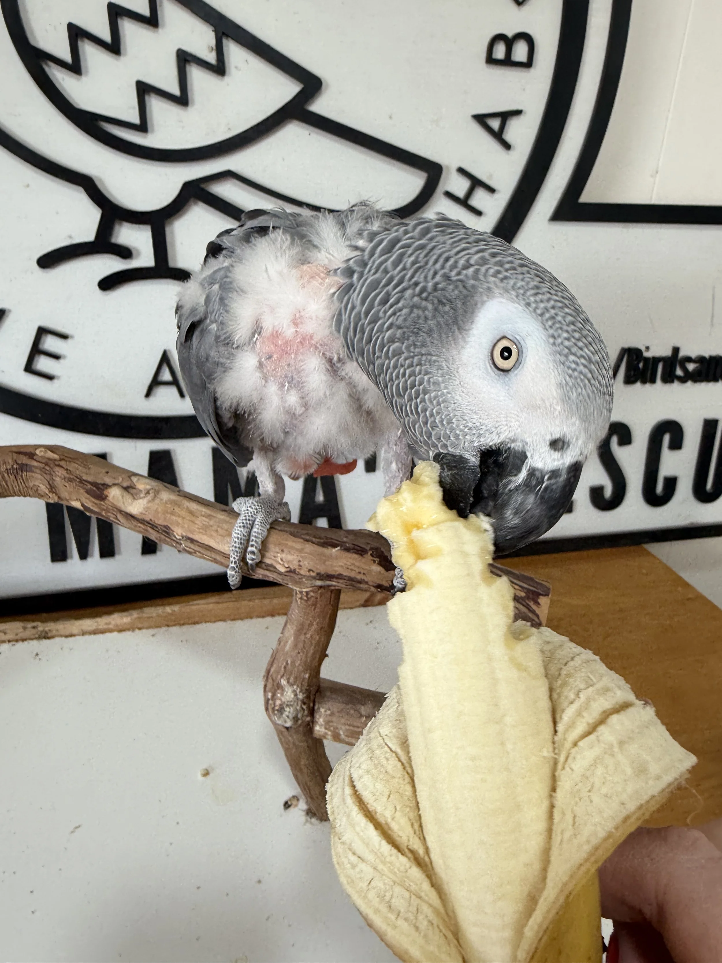 Beemer, Congo African Grey
