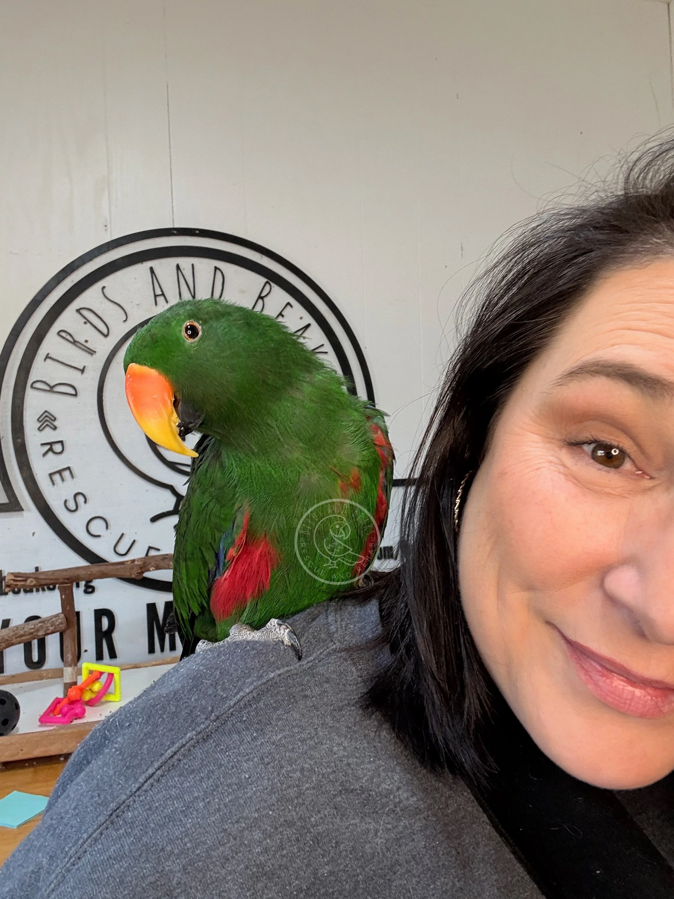 Vatu, Vosmaeri Eclectus