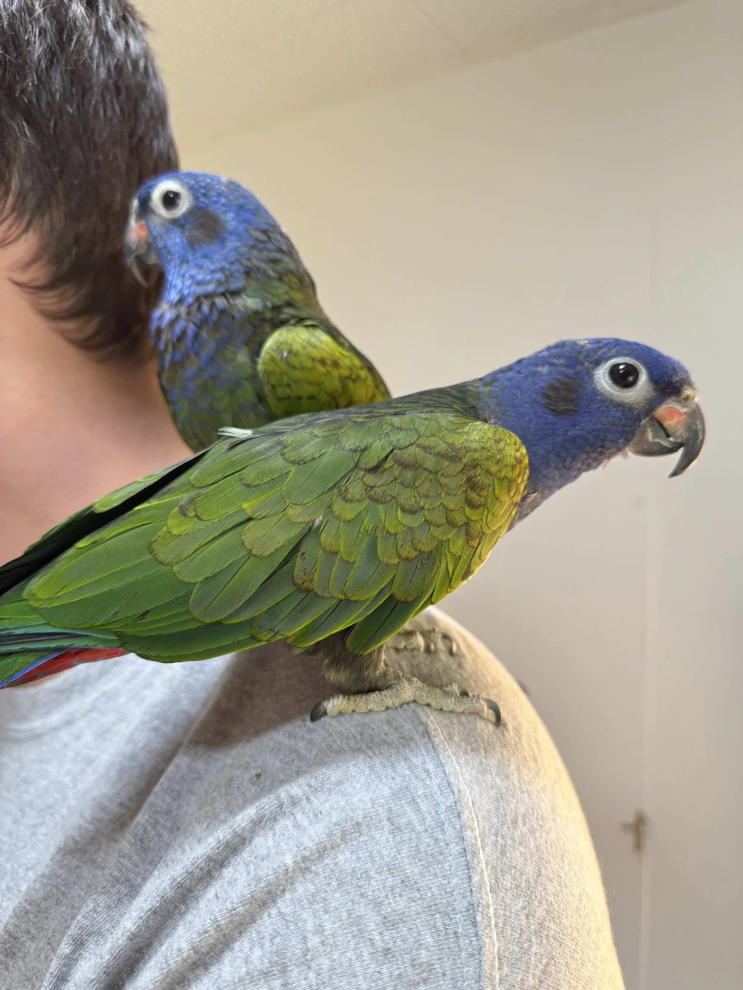 Sadie & Stormy Blue Headed Pionus Pair