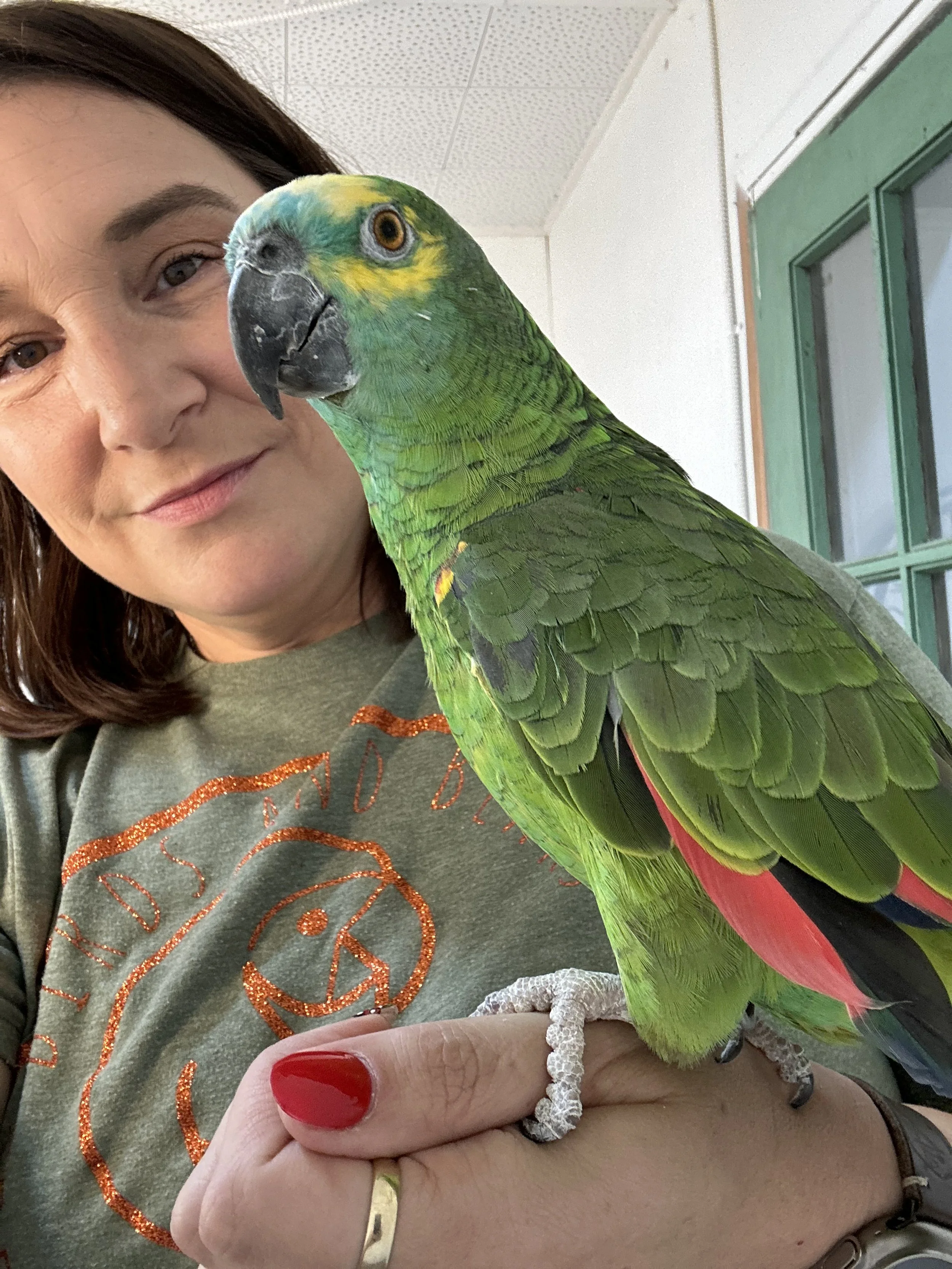 This is an adoptable parrot, who is located in Battle Creek, Michigan ...