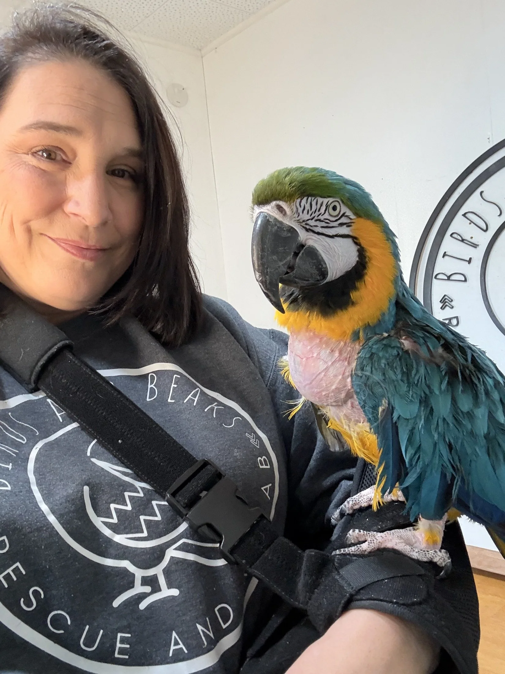Zelda, a Blue and Gold Macaw, spending time with Shannon at Birds and Beaks Rescue in Battle Creek, Michigan.
