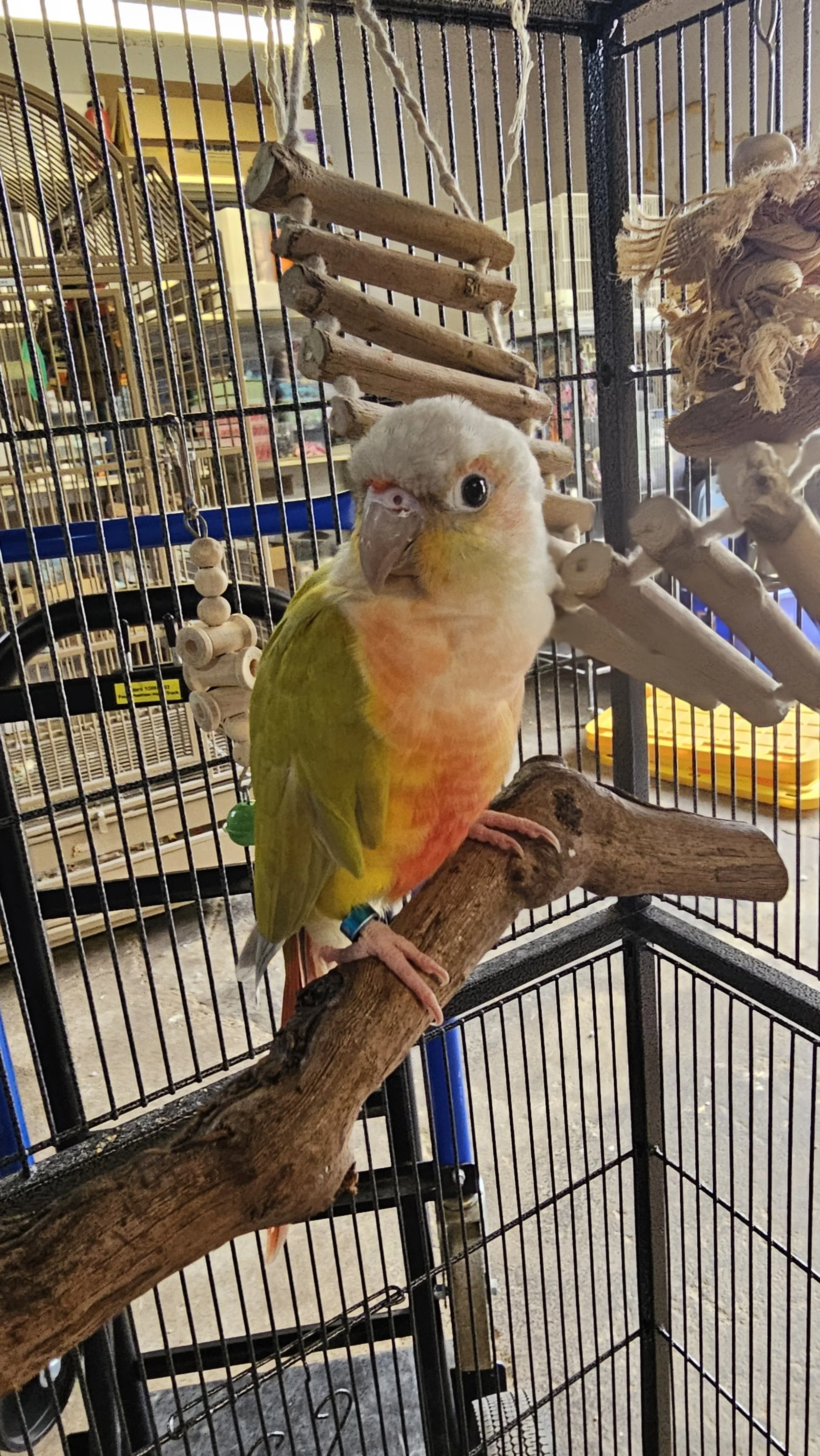 This is an adoptable parrot, who is located in Battle Creek, Michigan ...