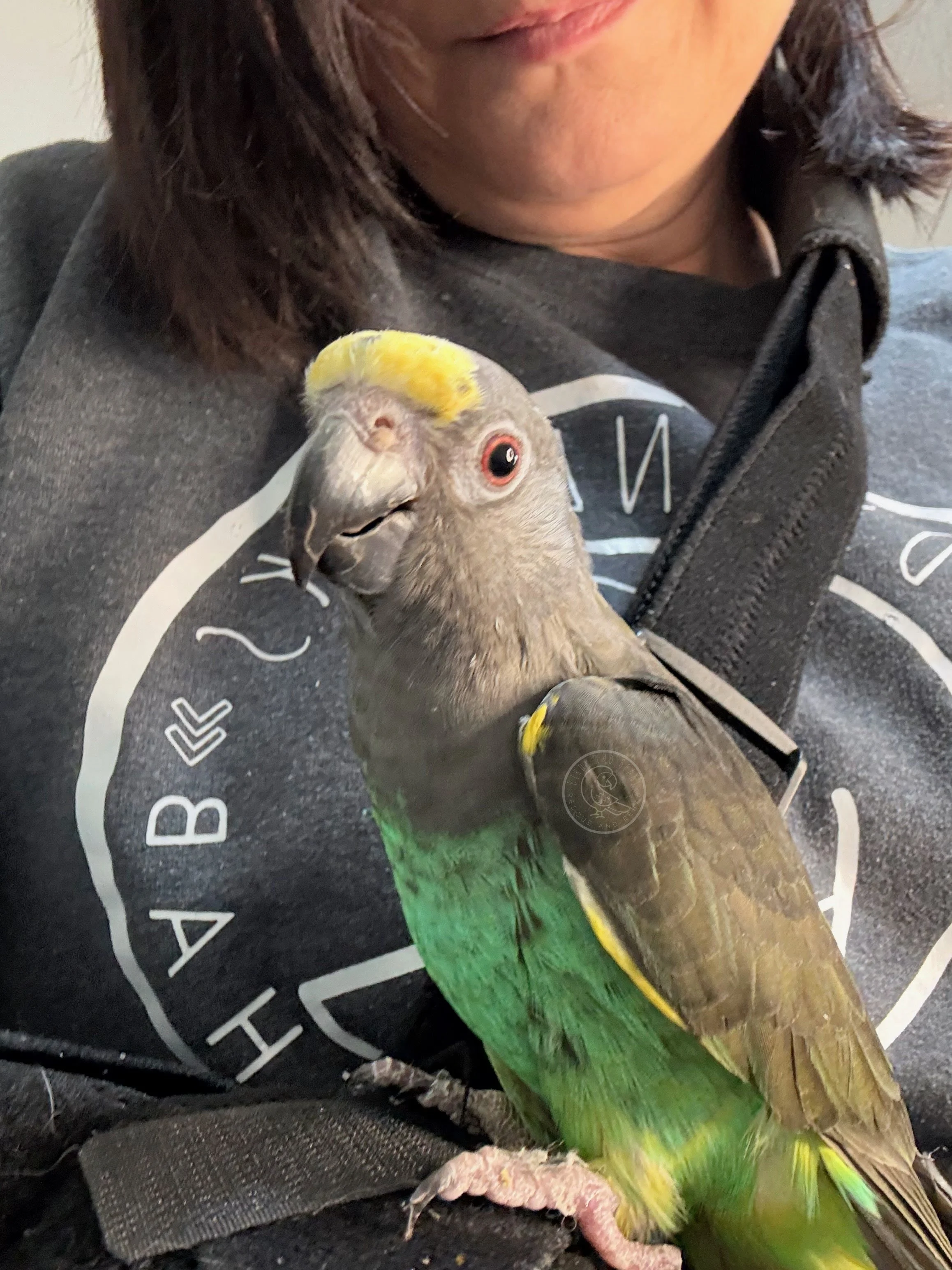 Sweets, a Meyer’s parrot, perched on Shannon at Birds and Beaks Rescue in Battle Creek, Michigan.