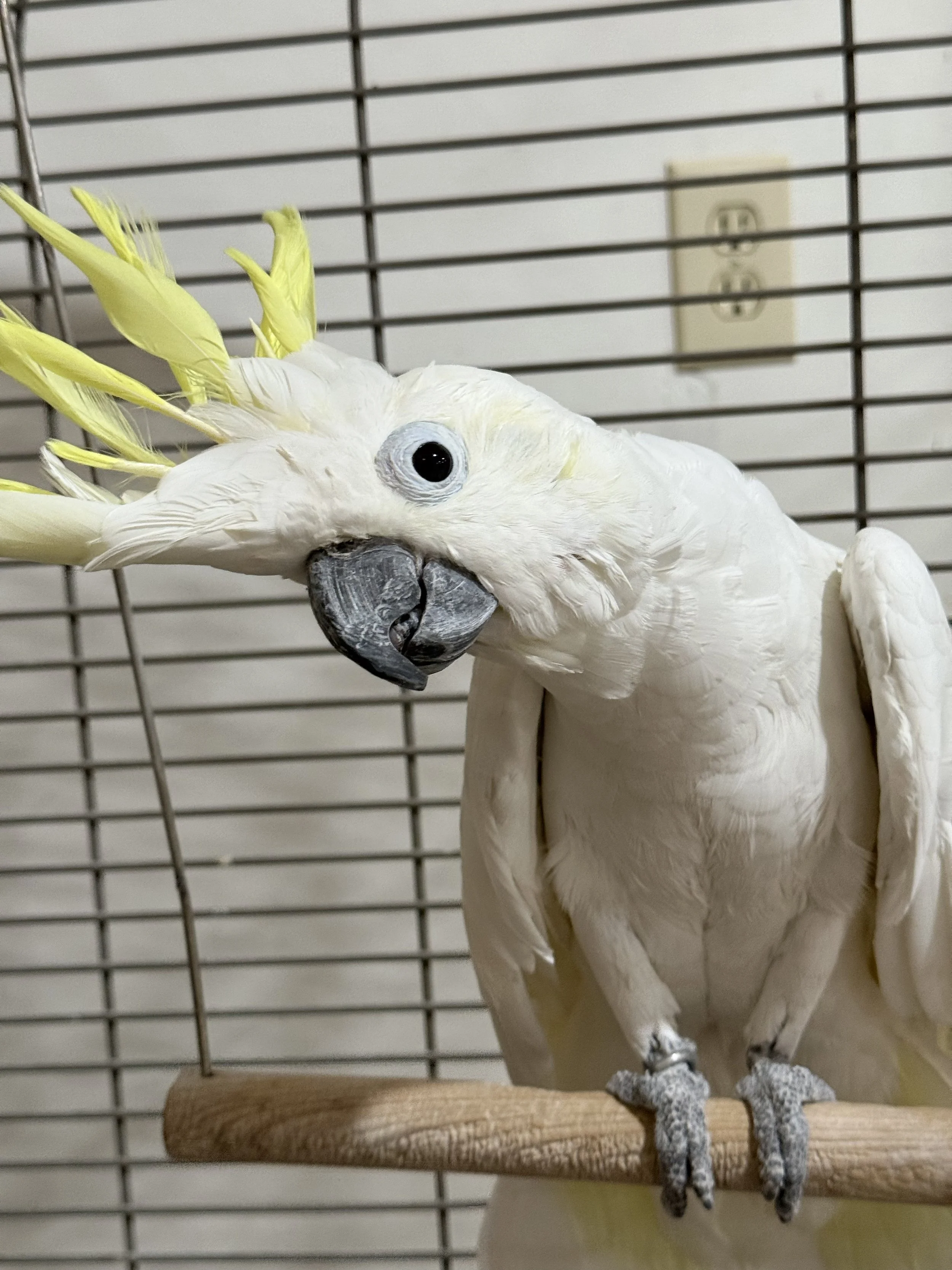 Pal, Medium Sulphur Crested Cockatoo