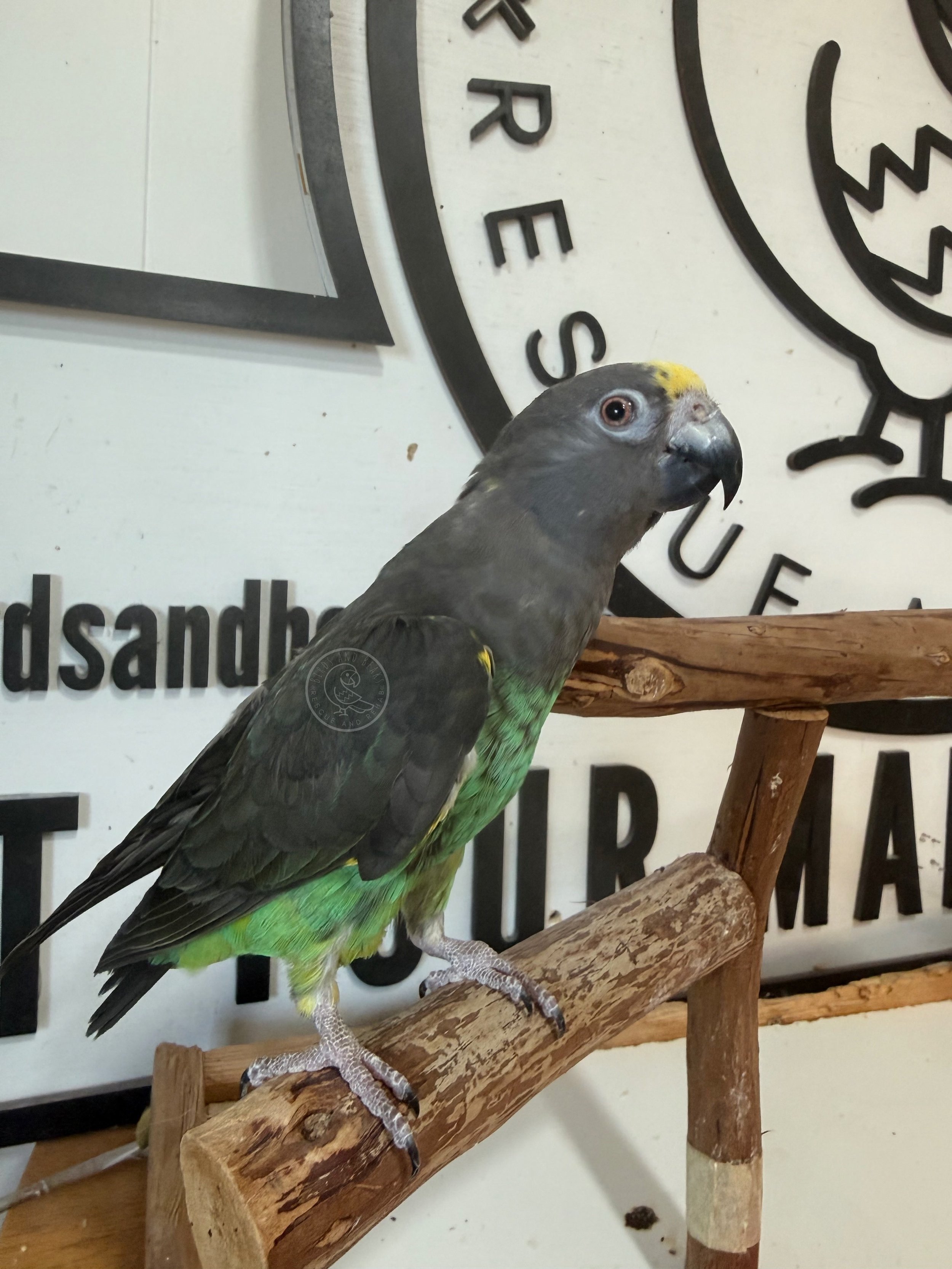 Sweets, a Meyer’s parrot, on a wooden perch at Birds and Beaks Rescue in Battle Creek, Michigan.