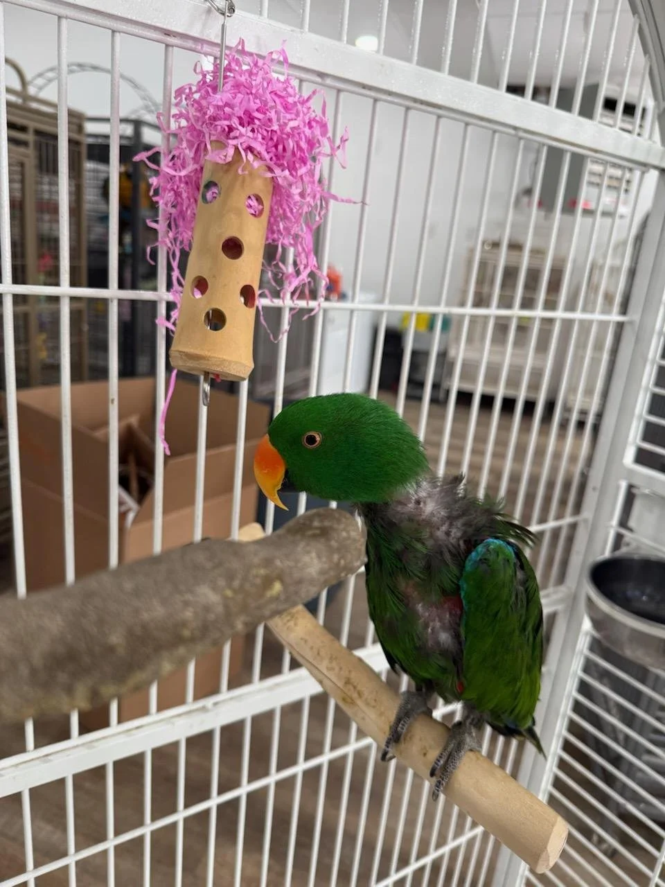 Jack, Eclectus