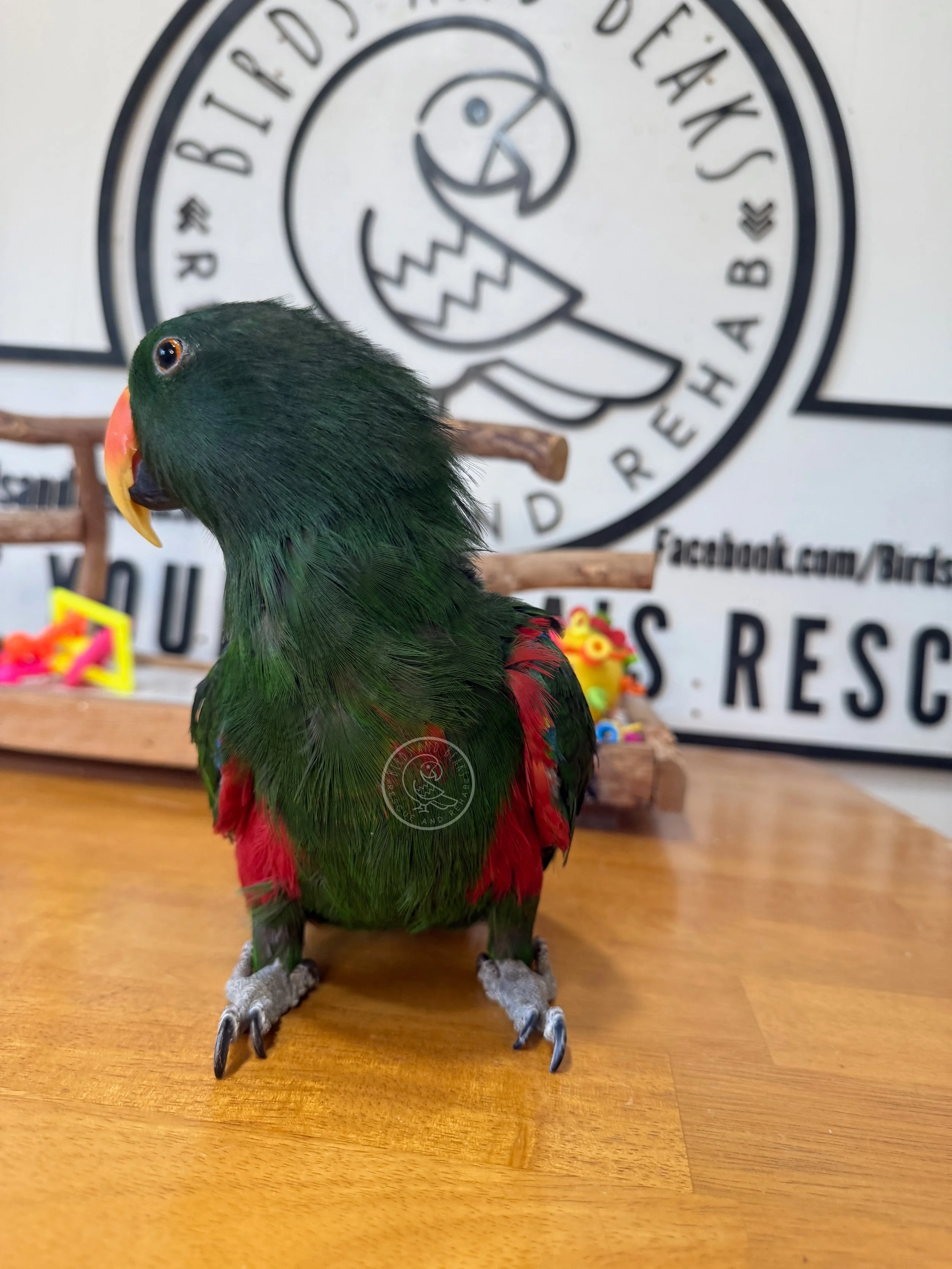 Vatu, a male Vosmaeri eclectus, standing on a wooden table in side view.