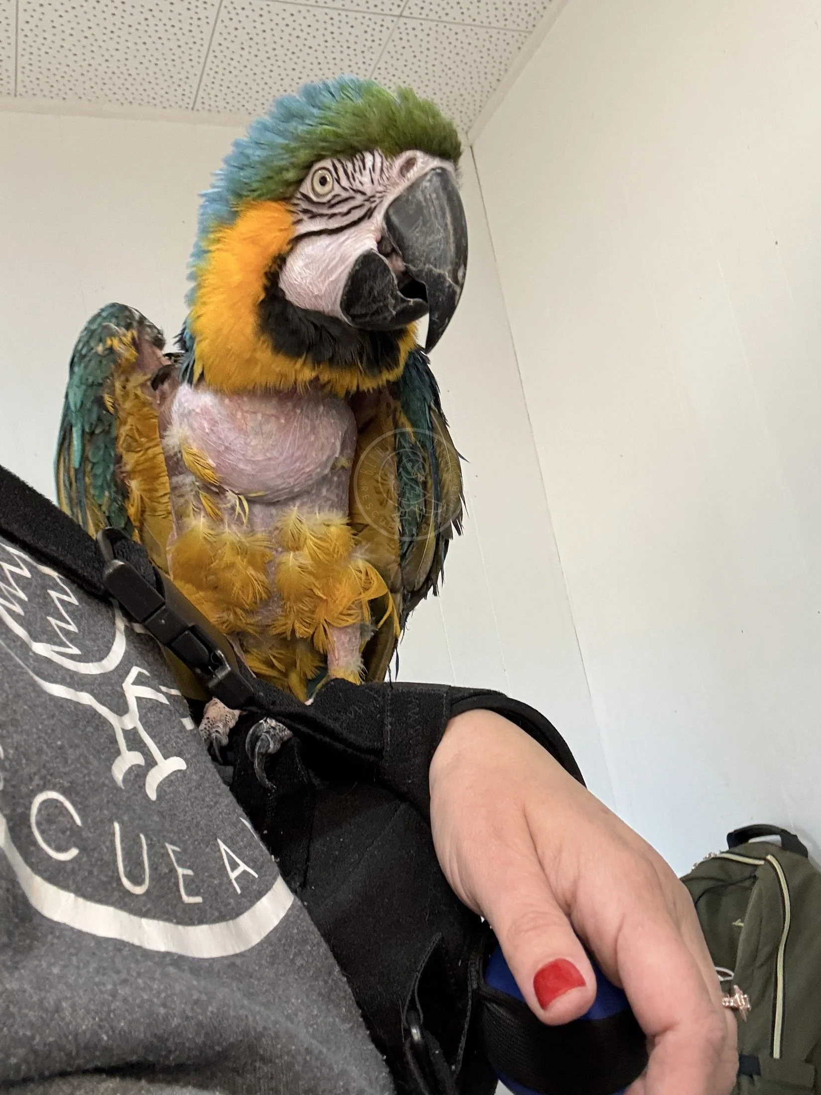 Zelda, a Blue and Gold Macaw, spending time with Shannon at Birds and Beaks Rescue in Battle Creek, Michigan.