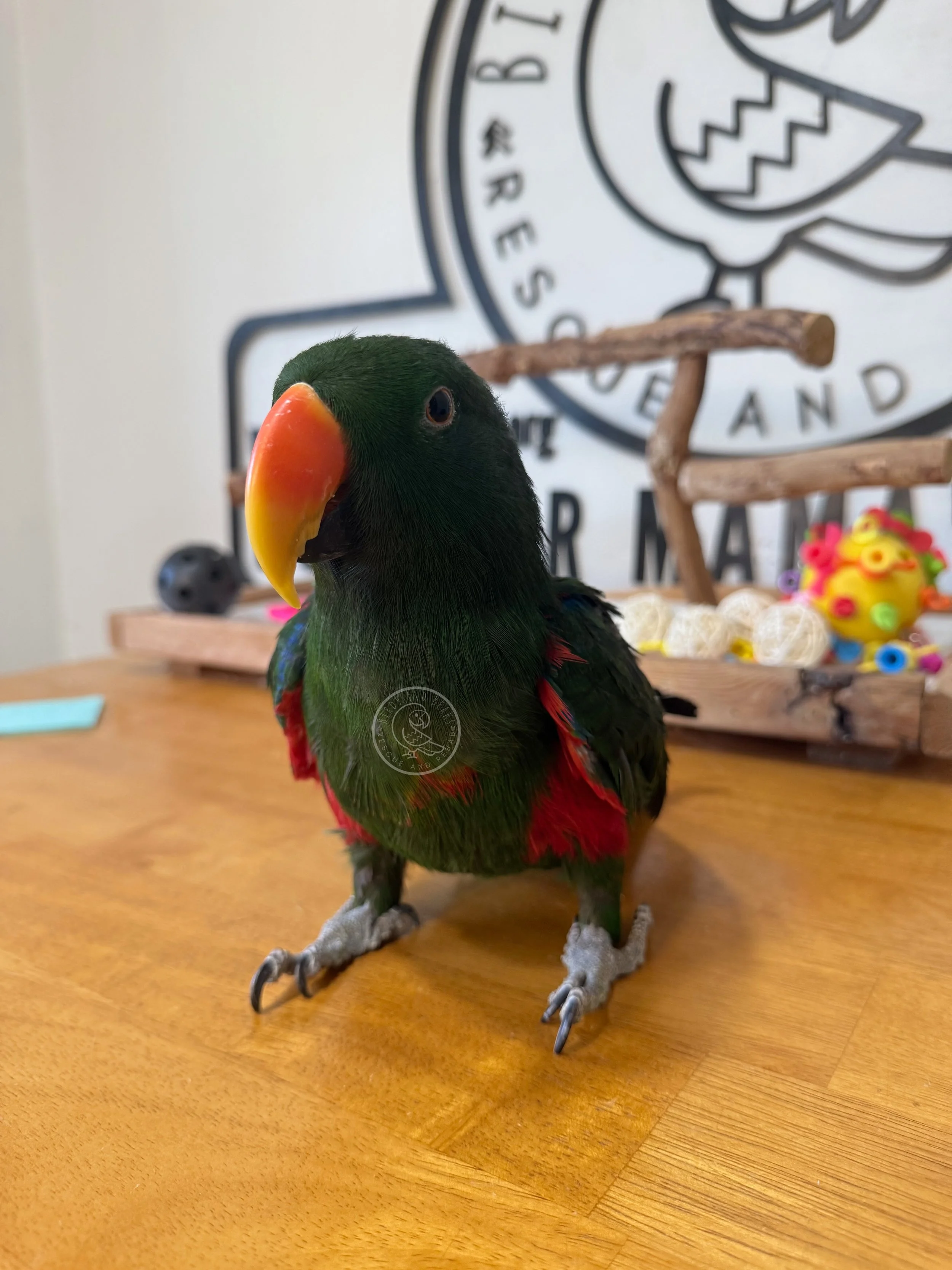 Vatu looking to one side while standing on a wooden table.