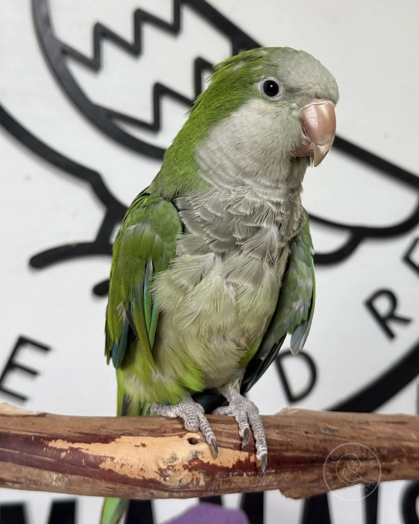buddy-img_2733-watermarked.jpg