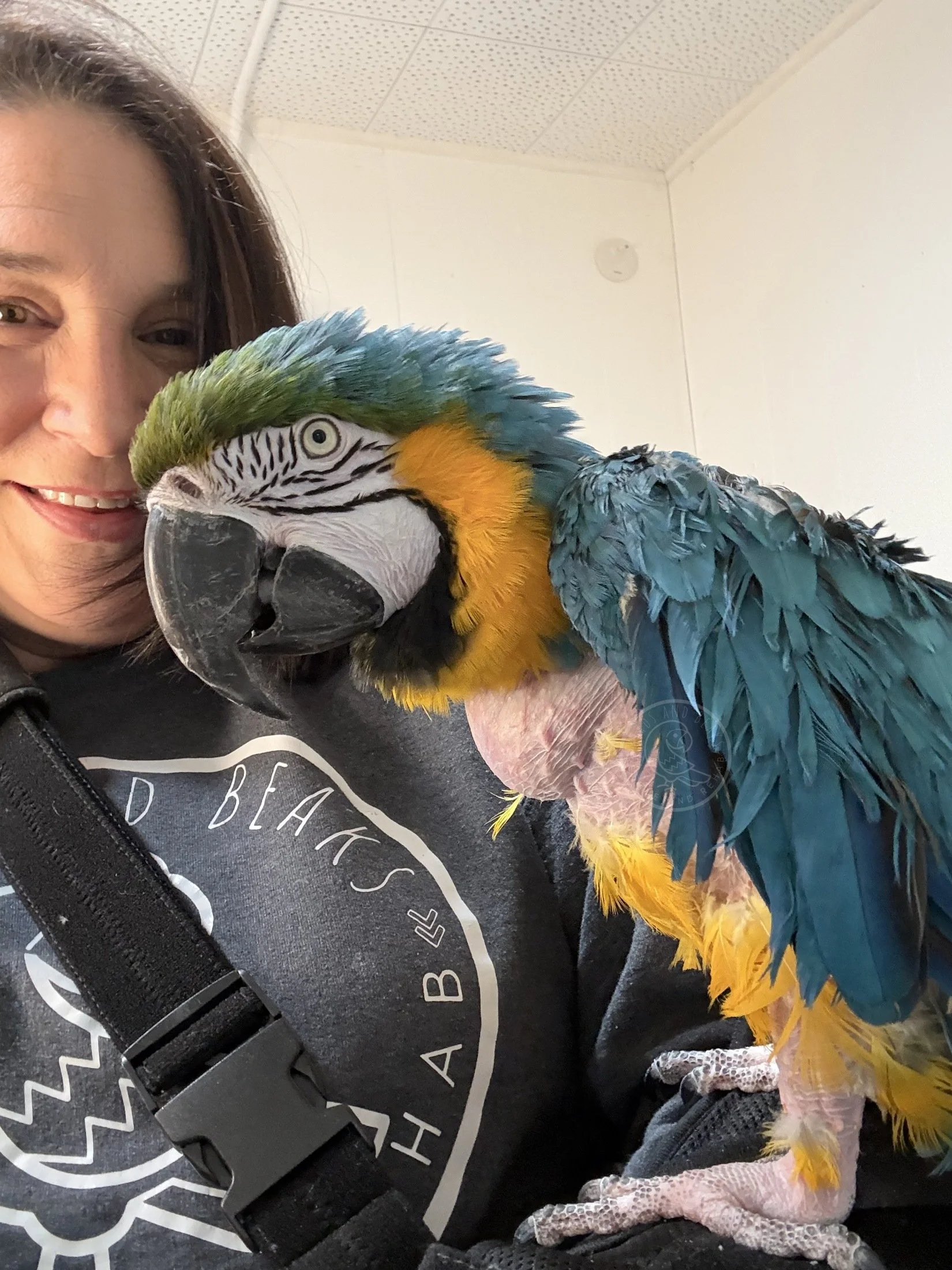 Zelda, a Blue and Gold Macaw, spending time with Shannon at Birds and Beaks Rescue in Battle Creek, Michigan.