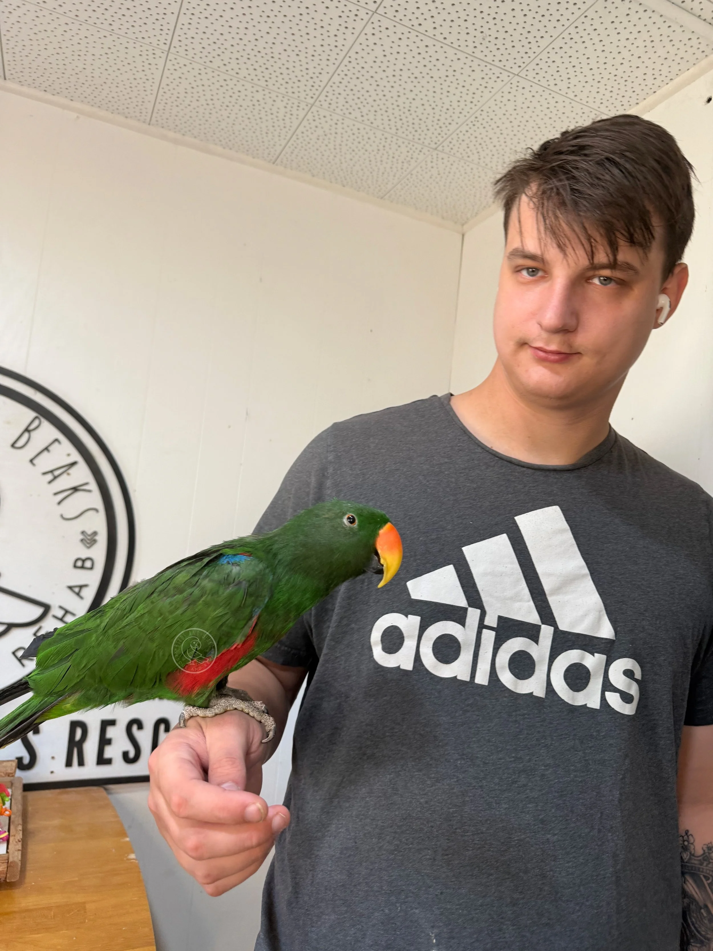 Vatu, a male Vosmaeri eclectus, perched on a person’s hand.