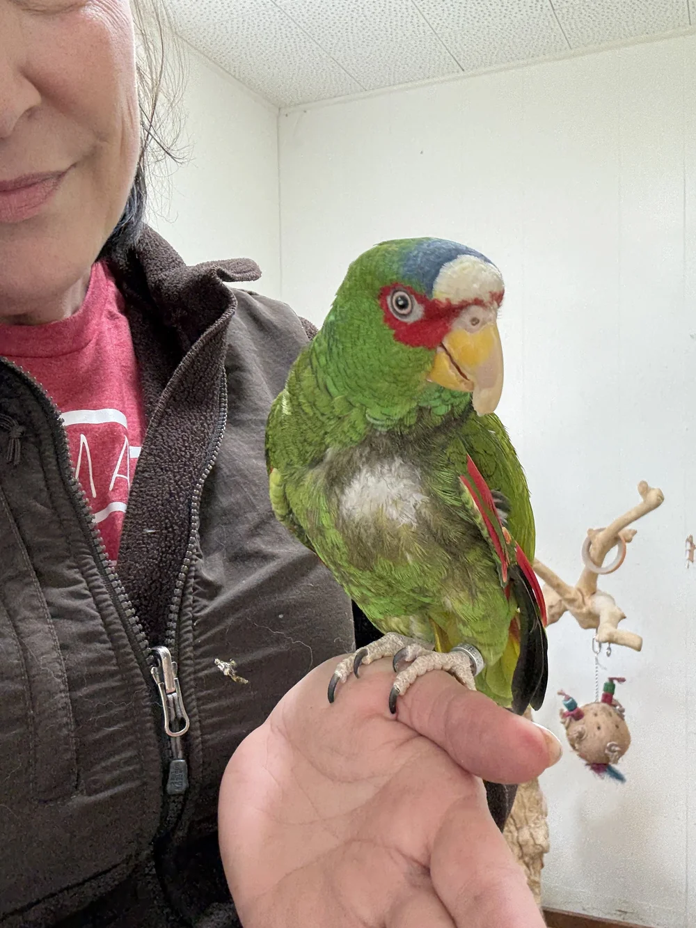 This is an adoptable parrot, who is located in Battle Creek, Michigan ...