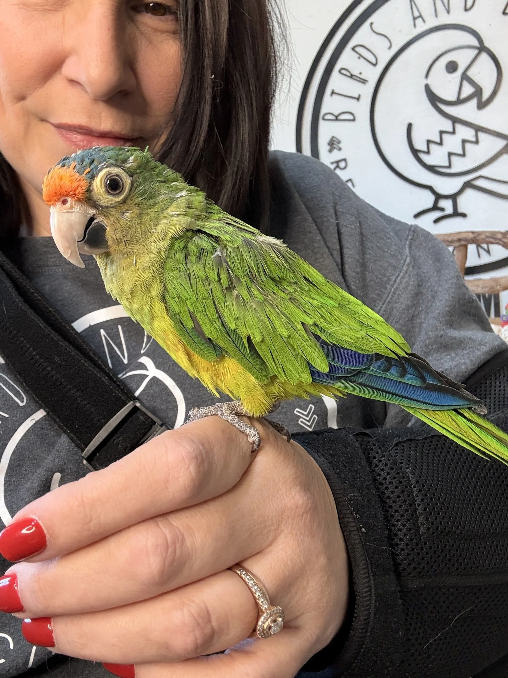 Jean-Pierre, Half Moon Conure