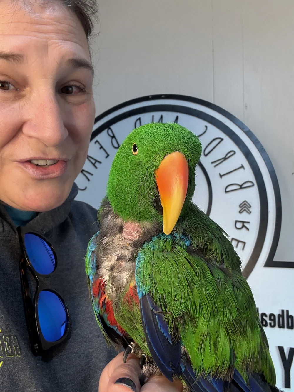 Curated visual reference: Visual Reference: Available Parrots For Adoption Birds And Beaks Rescue And Rehab
