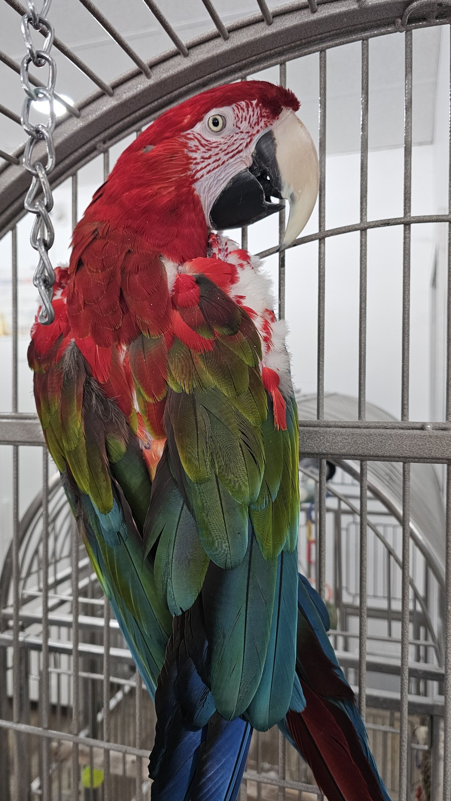 Dusty, Green wing Macaw