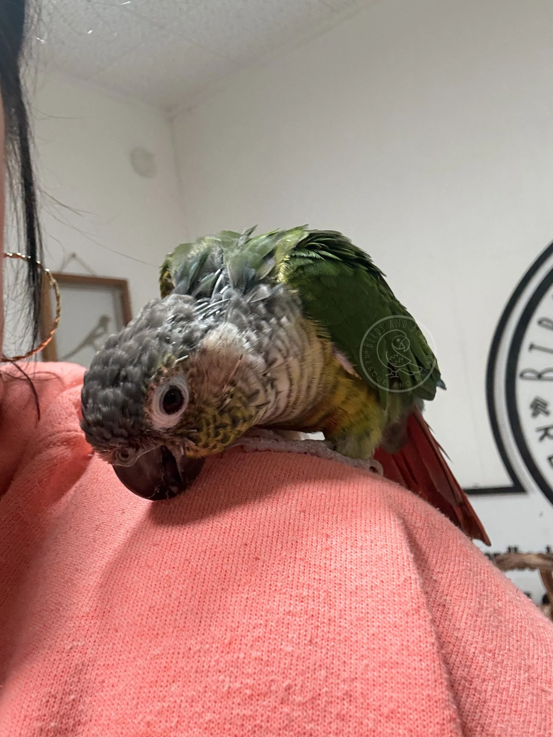 Clover lowering her head on Shannon’s shoulder