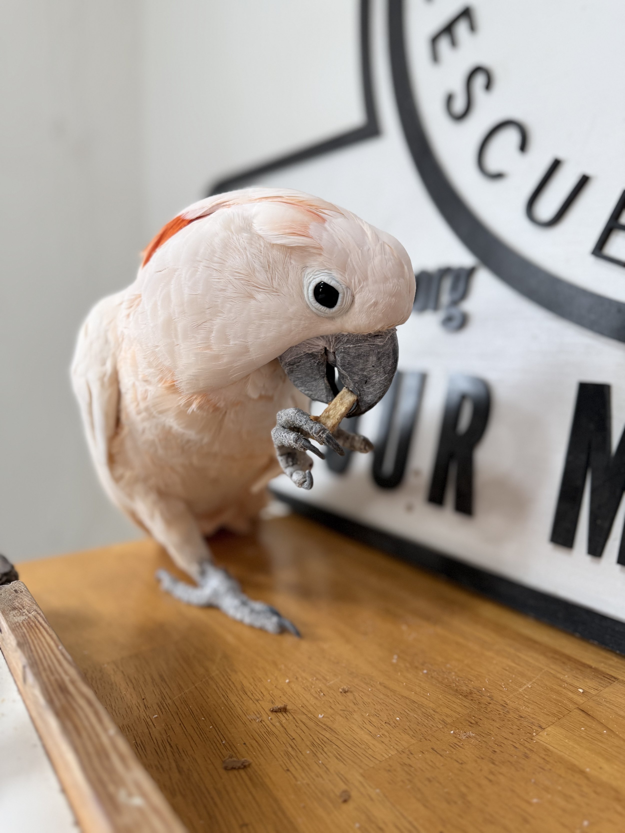 Angel, Moluccan Cockatoo