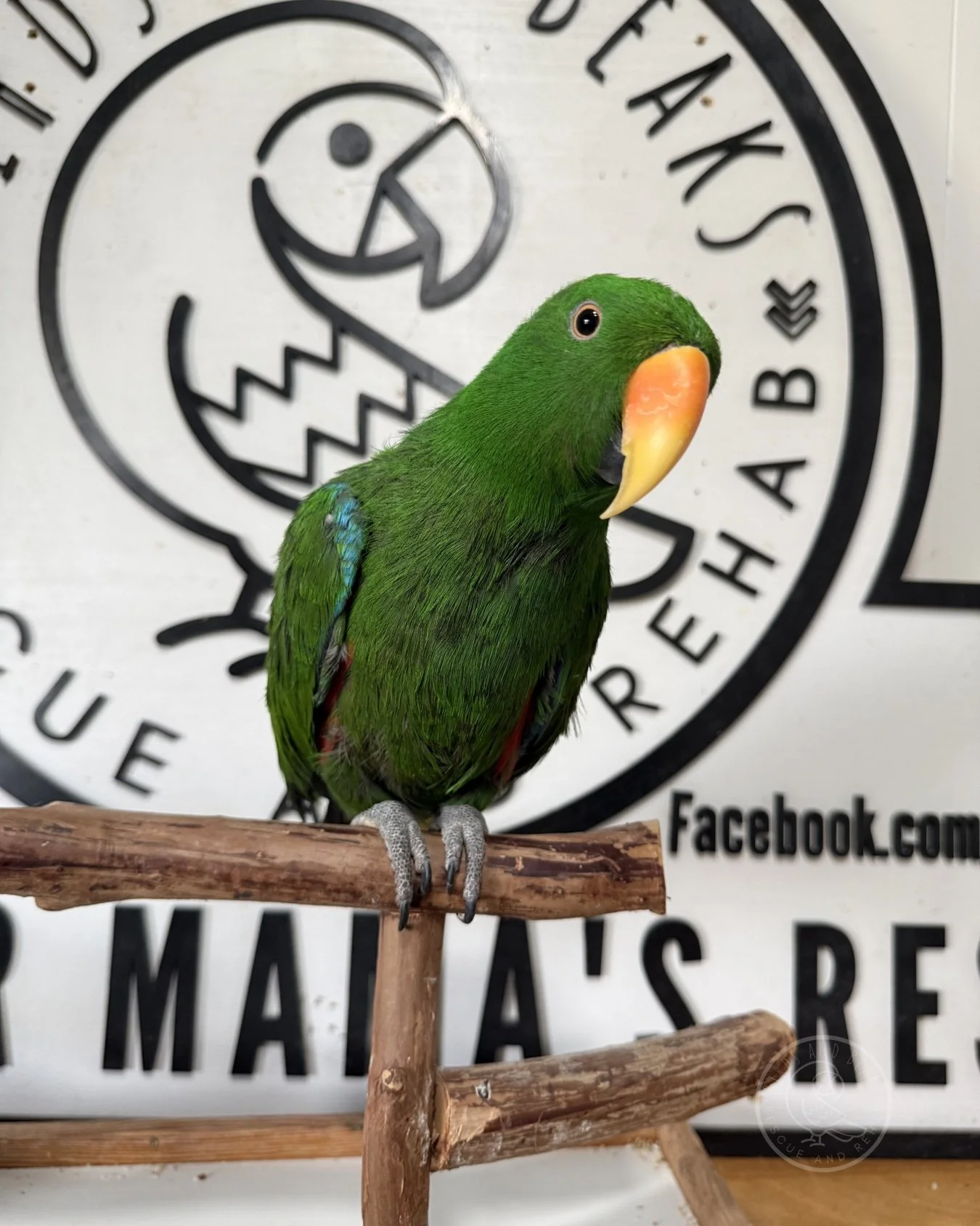 Sammy, a male Solomon Island Eclectus, perched at Birds and Beaks Rescue and Rehab in Battle Creek, Michigan.