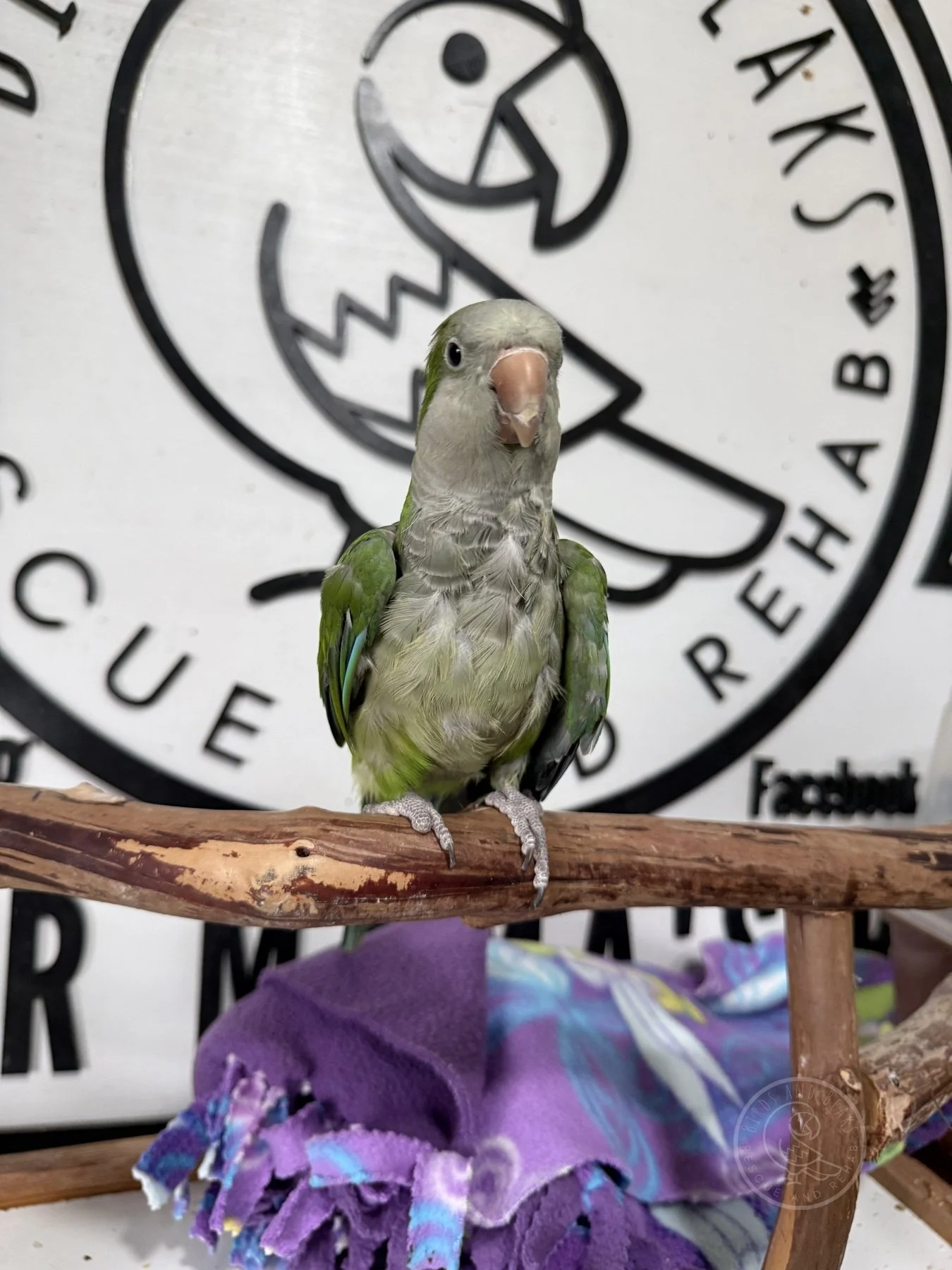 buddy-img_2729-watermarked.jpg