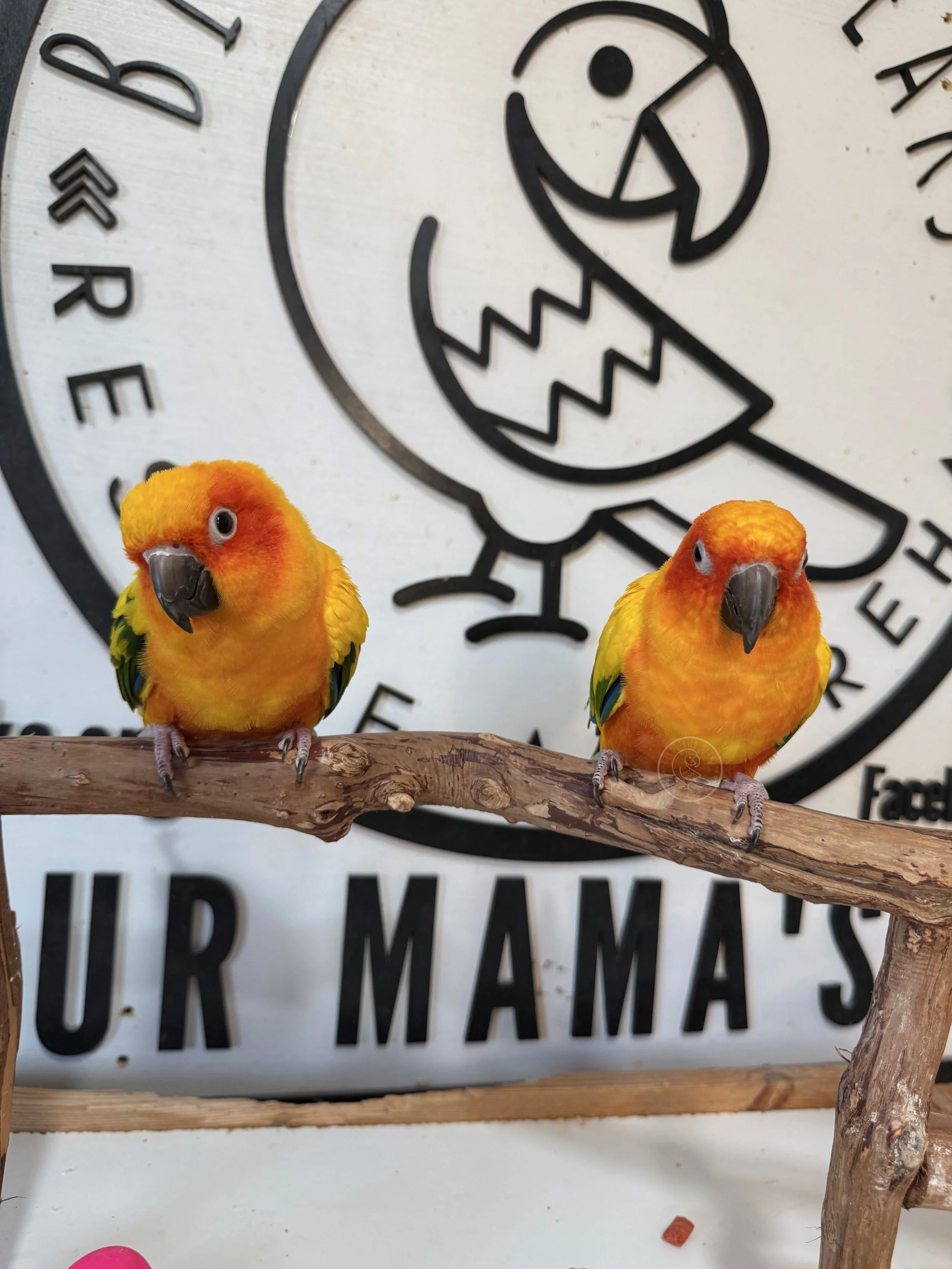 Jake & Karen,  Sun Conures