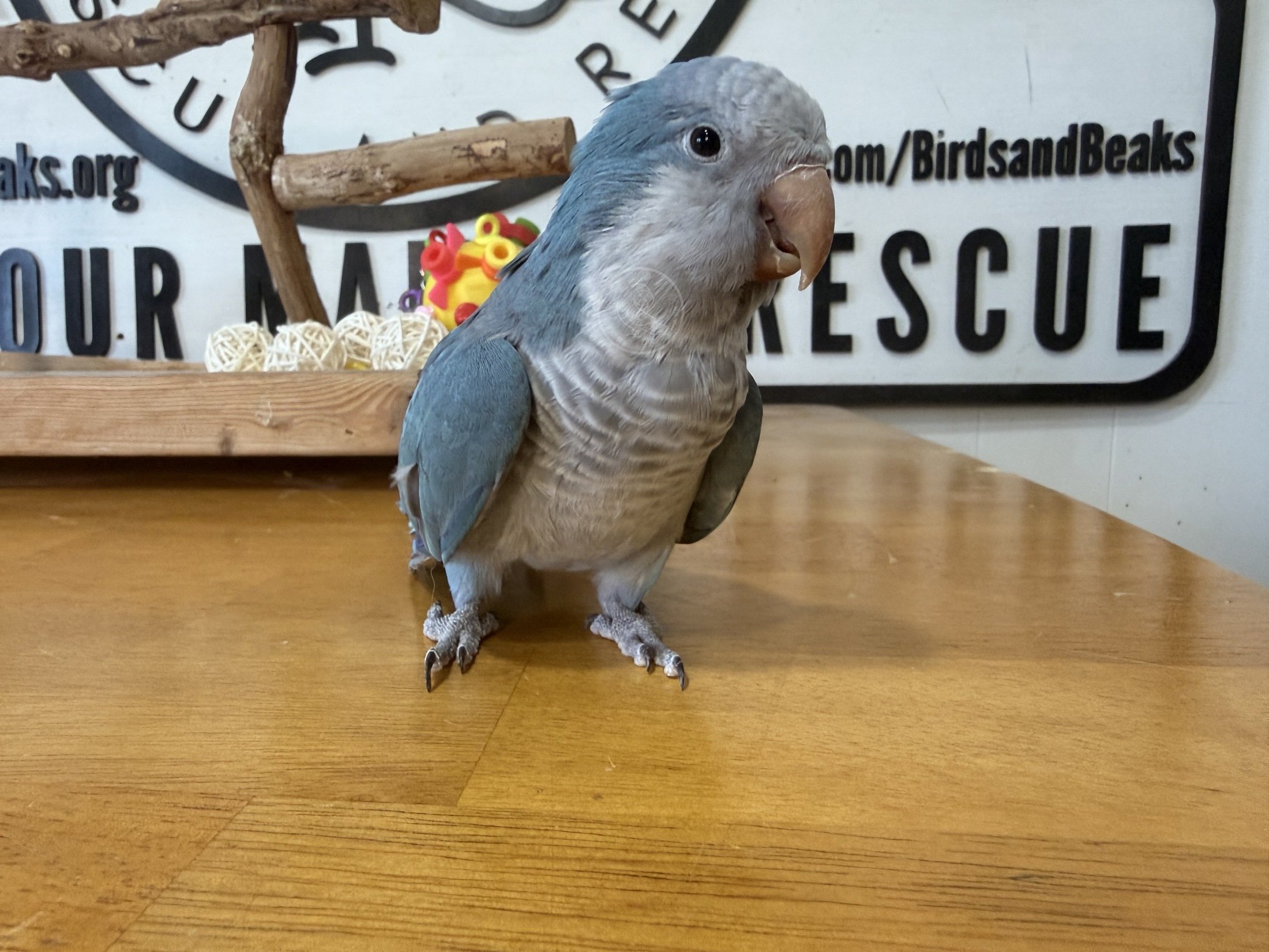 Gabby, Monk Quaker