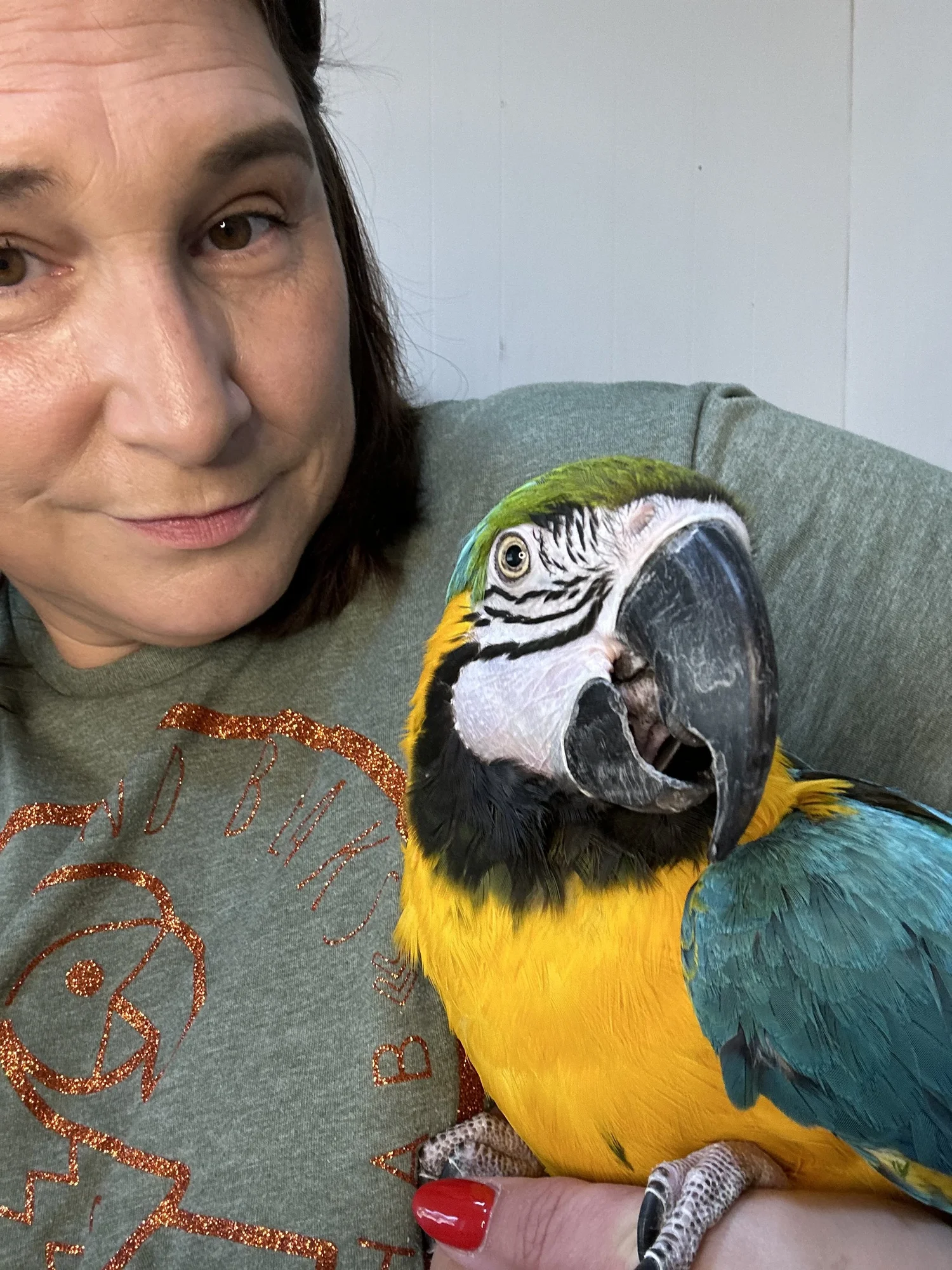 Available Parrots for Adoption — Birds and Beaks Rescue and Rehab