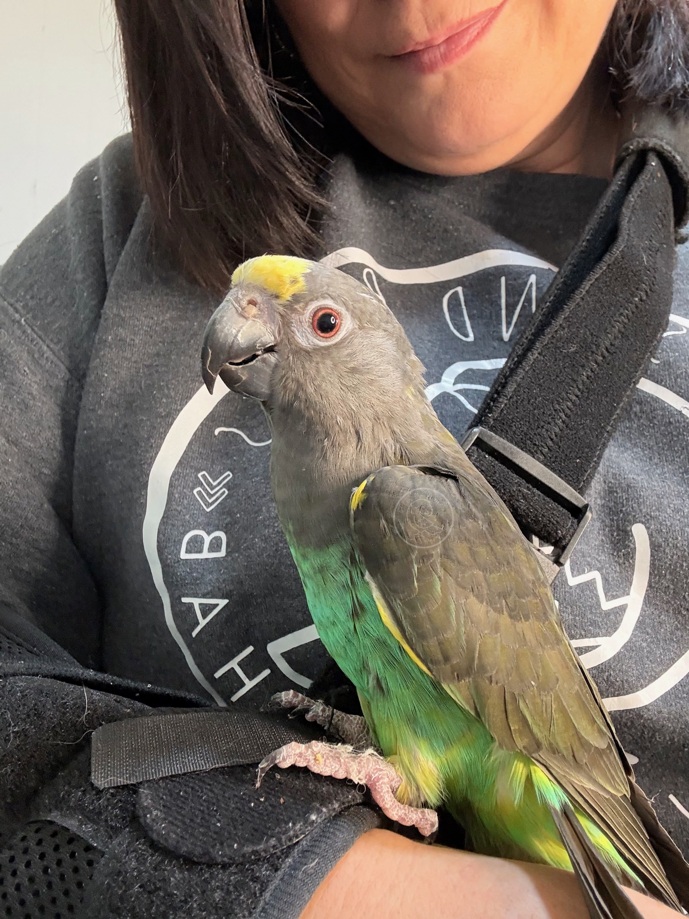Sweets, a Meyer’s parrot, spending time with Shannon at Birds and Beaks Rescue in Battle Creek, Michigan.