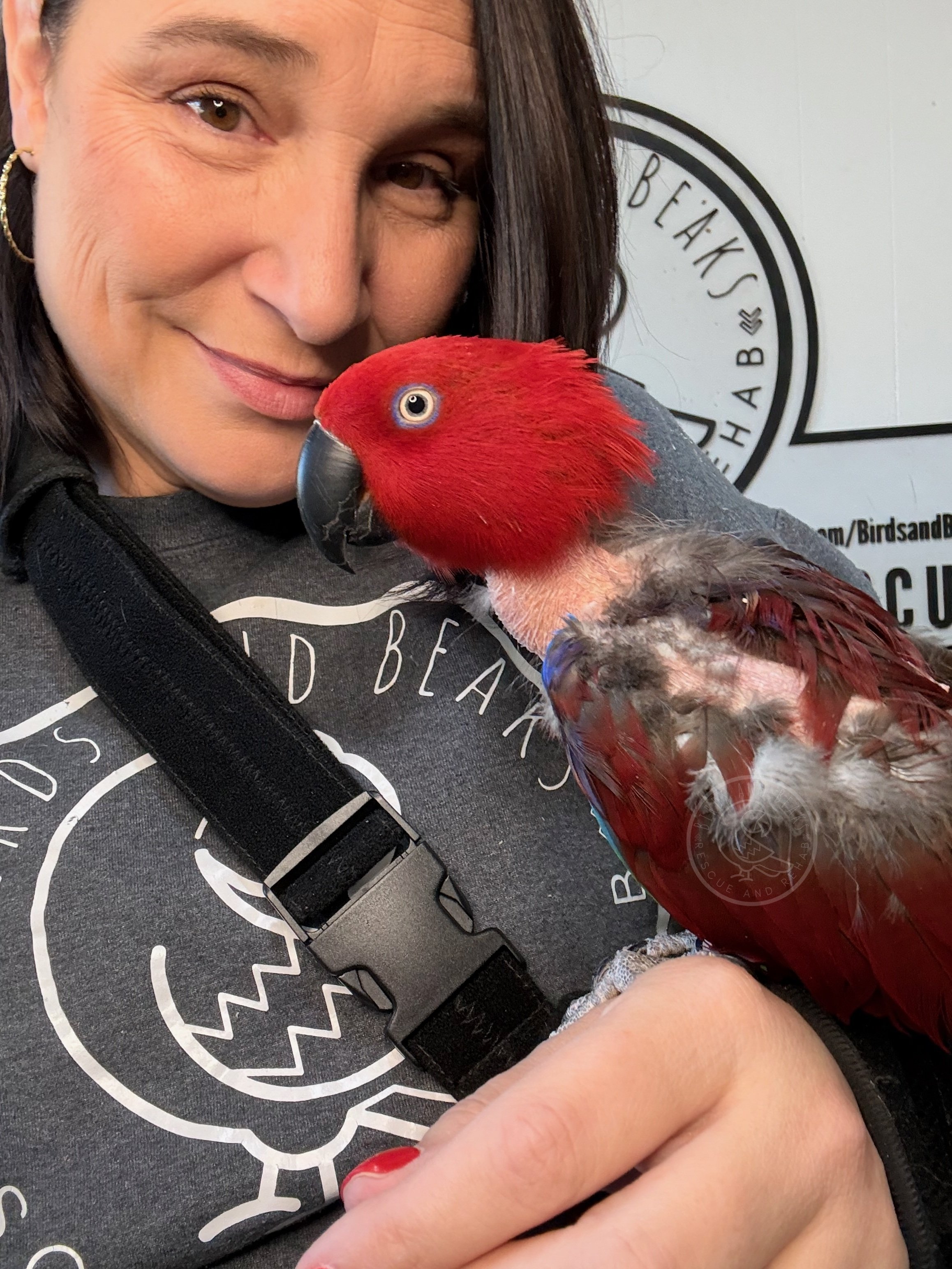 Maeda, Solomon Island Eclectus