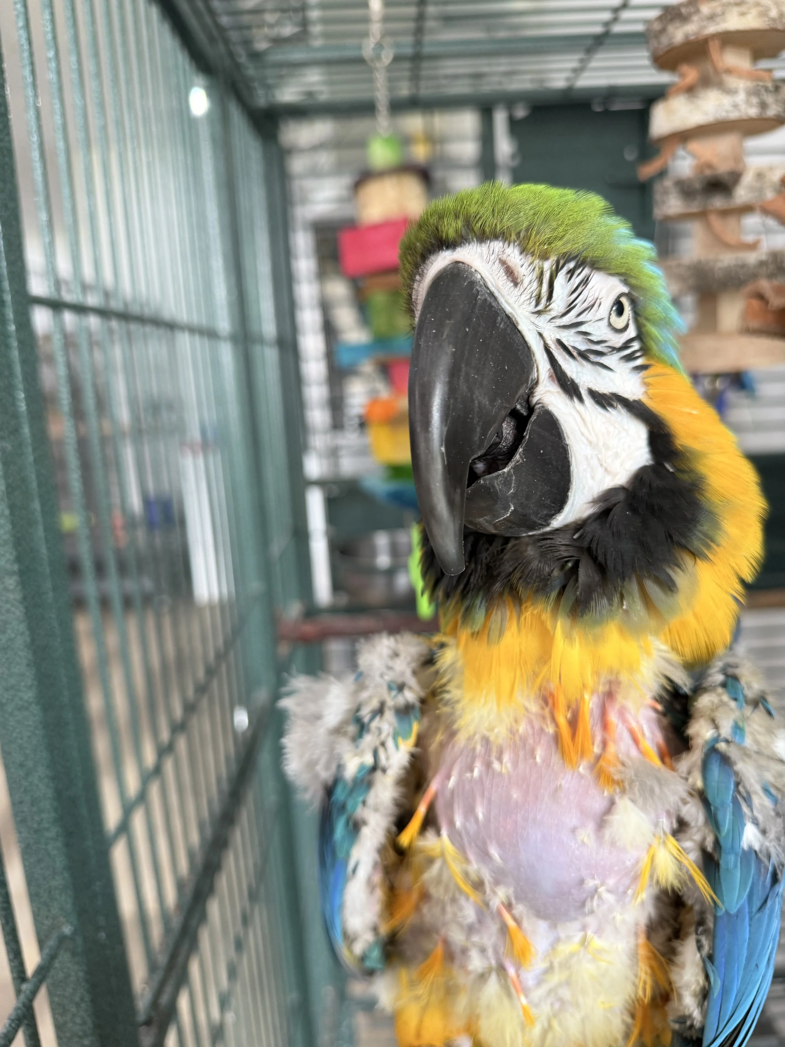 Moe, Blue and Gold Macaw