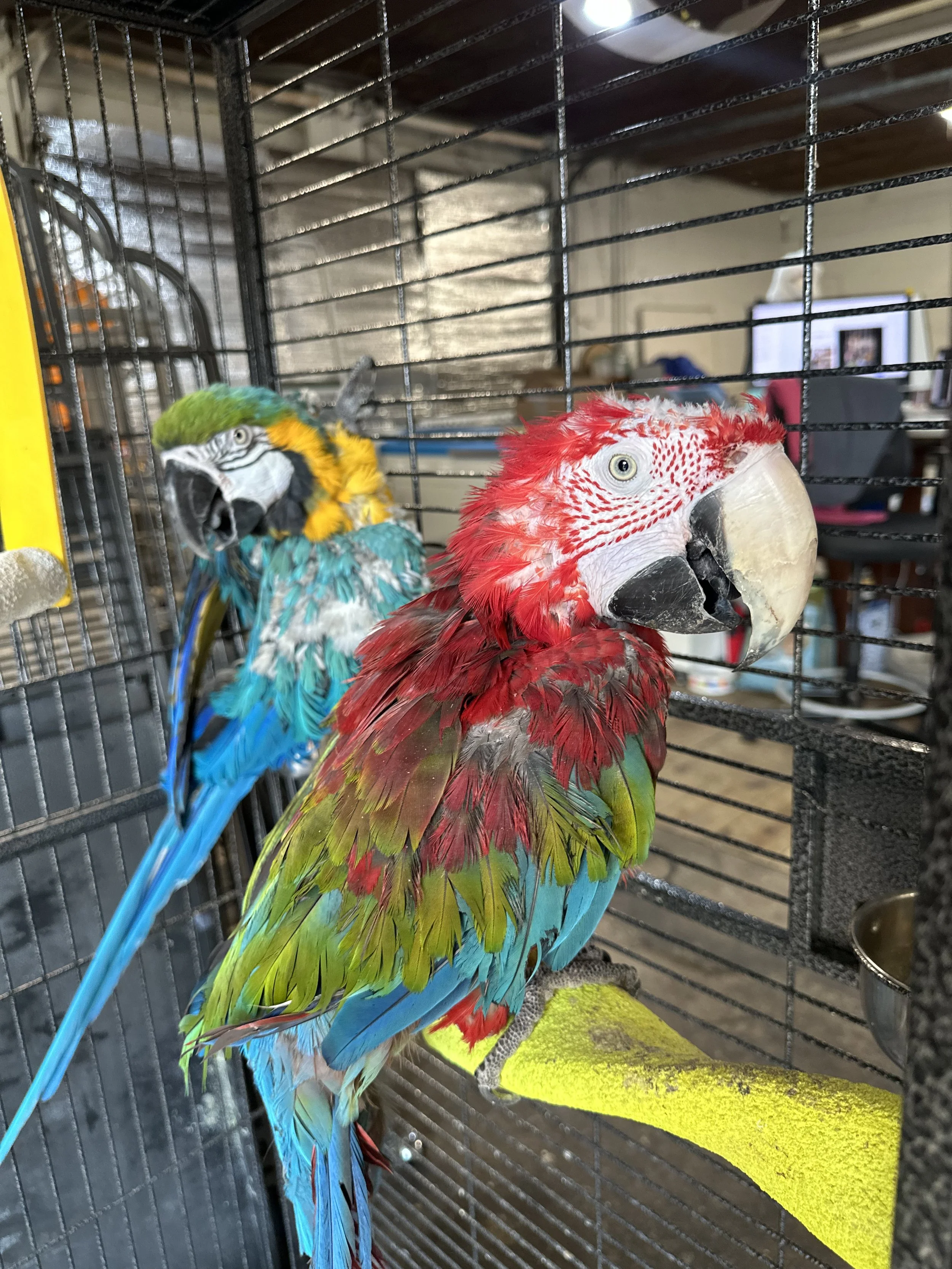 Available Parrots for Adoption — Birds and Beaks Rescue and Rehab